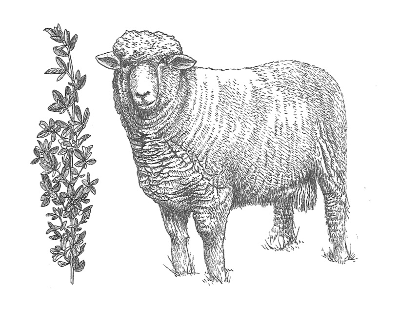 woolful sheep scans 4.jpg