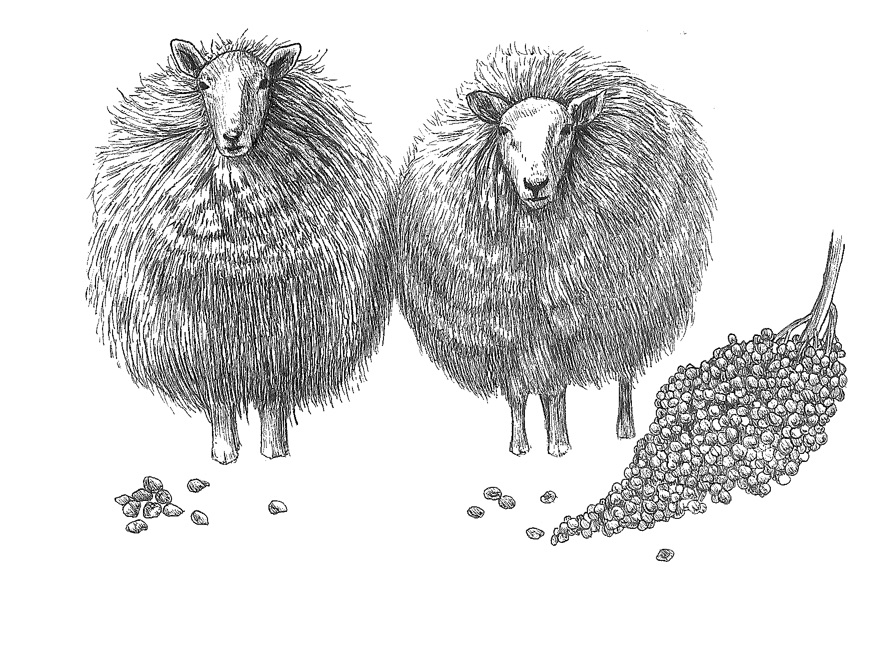 woolful sheep scans 3.jpg