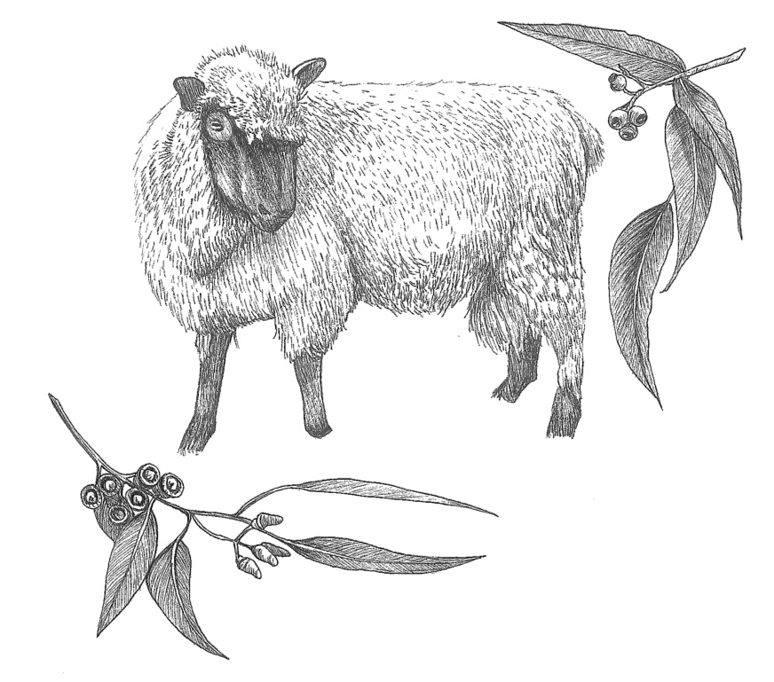 woolful sheep scans 2.jpg