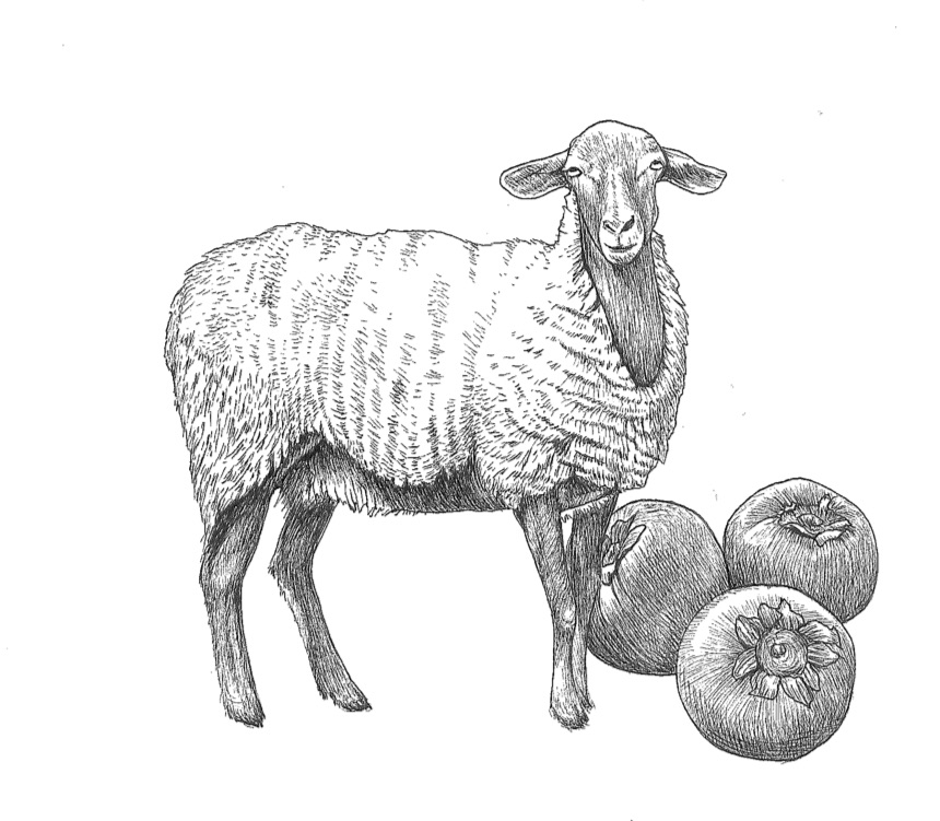 woolful sheep scans.jpg