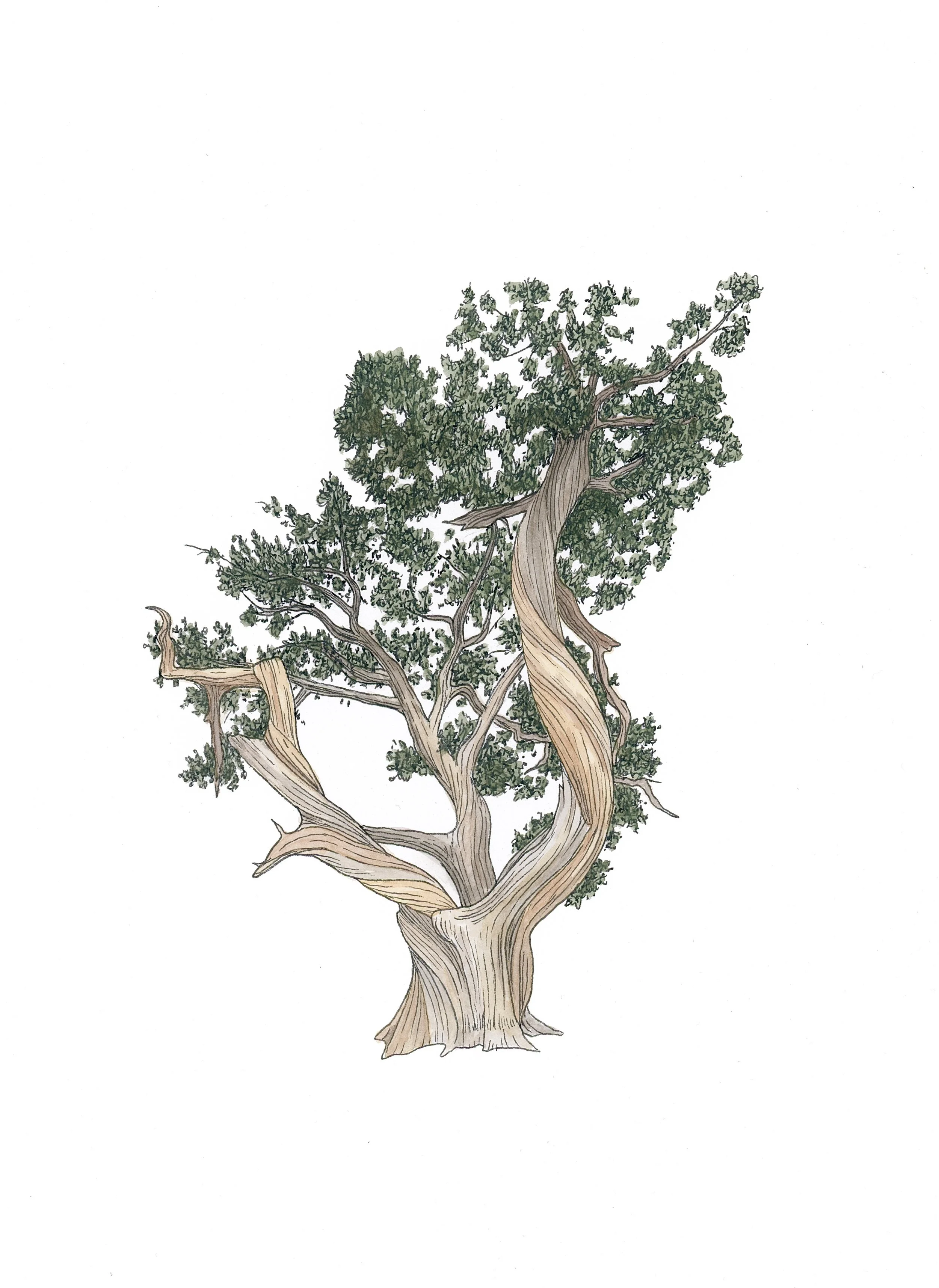 Juniper.jpg
