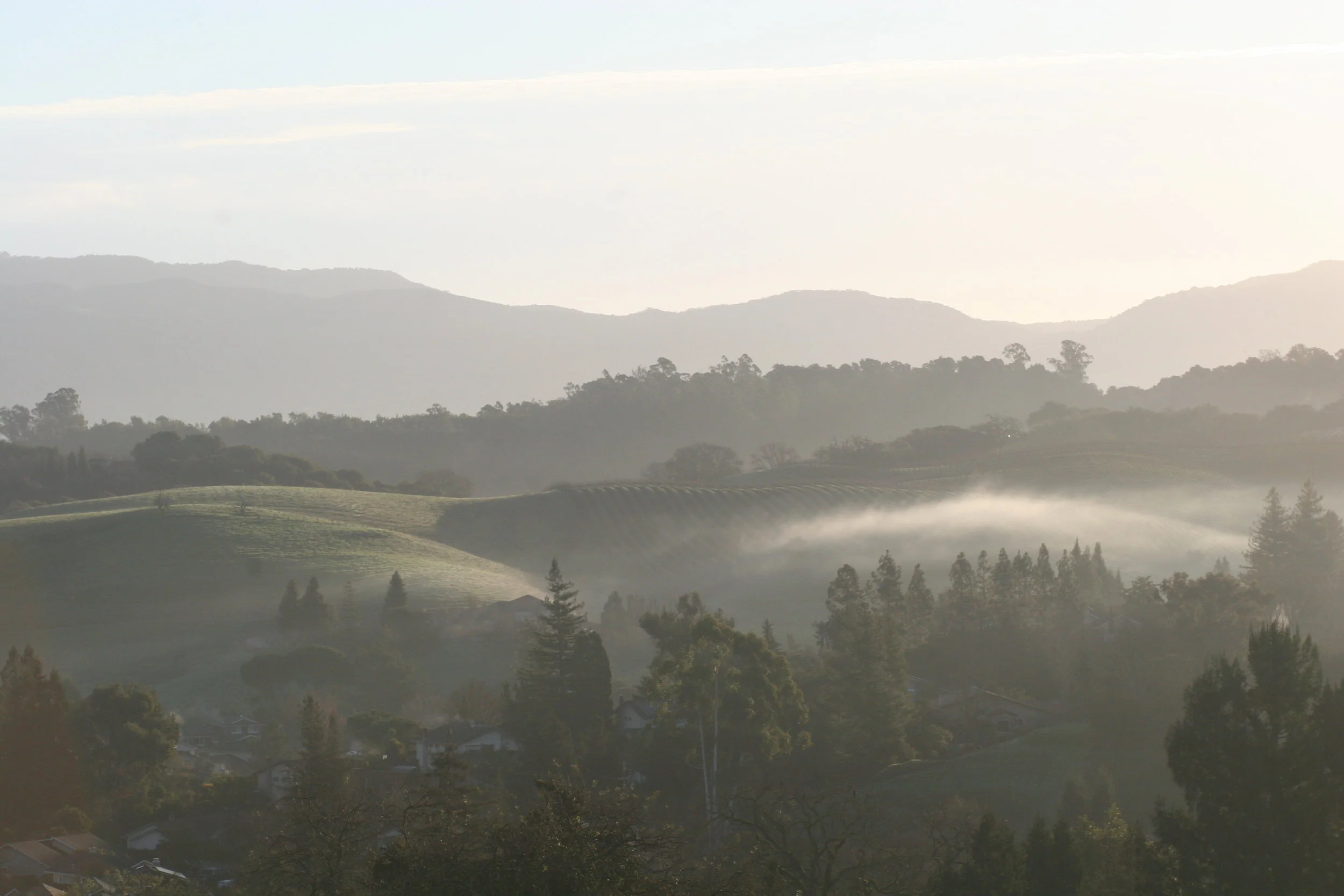 2018-01-19 09.48.10. ethereal vineyard.jpg