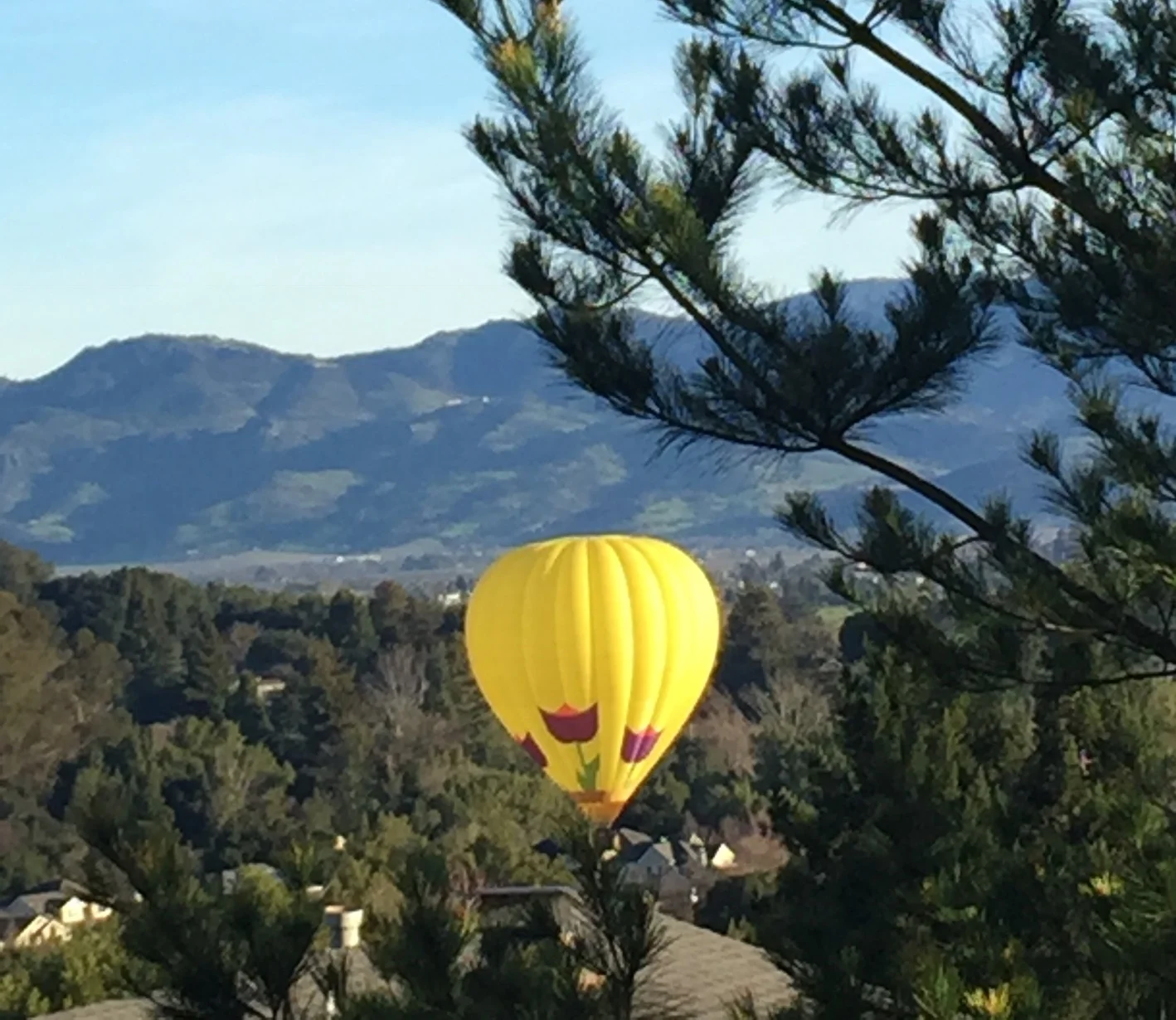 Balloon in trees.IMG_9406.JPG