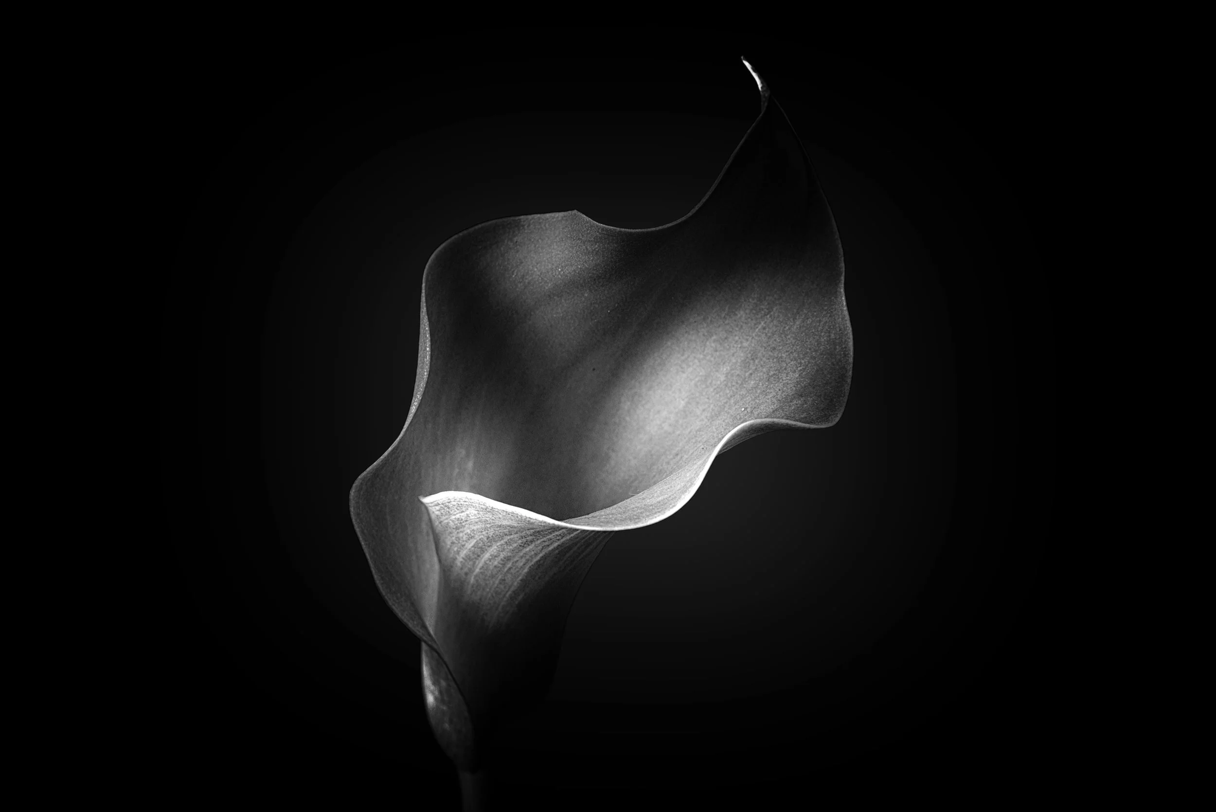 _DSC0141 bw.jpg