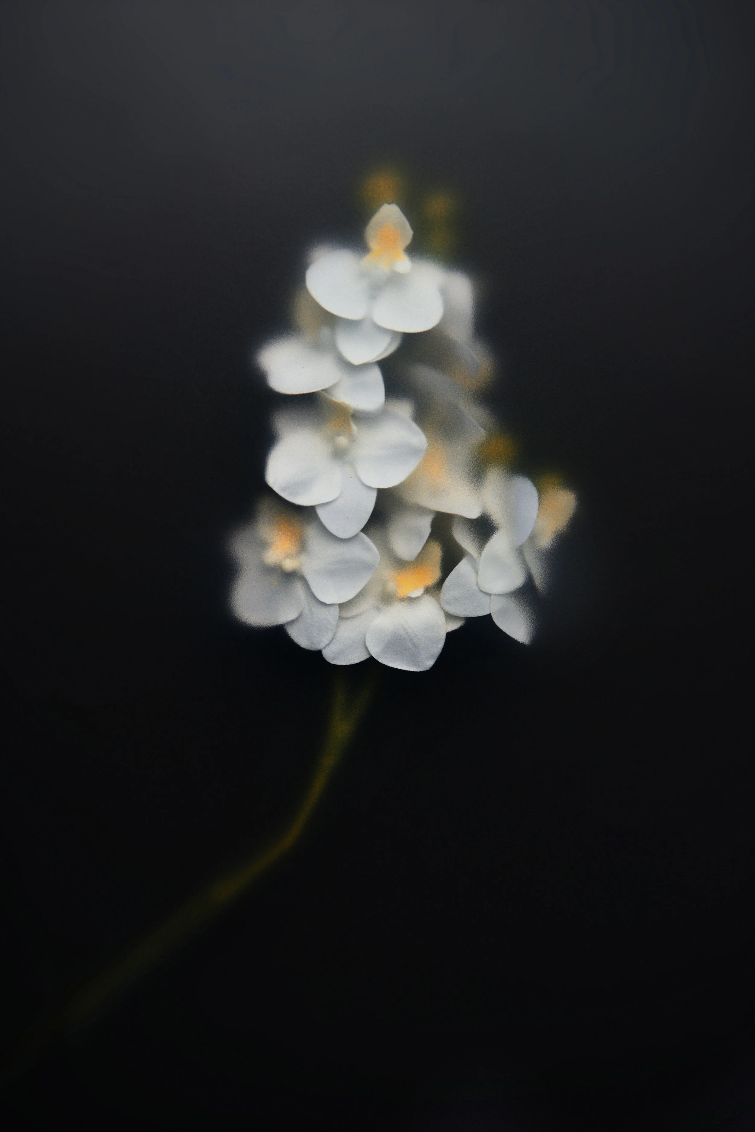 DSC_9175a copys.jpg