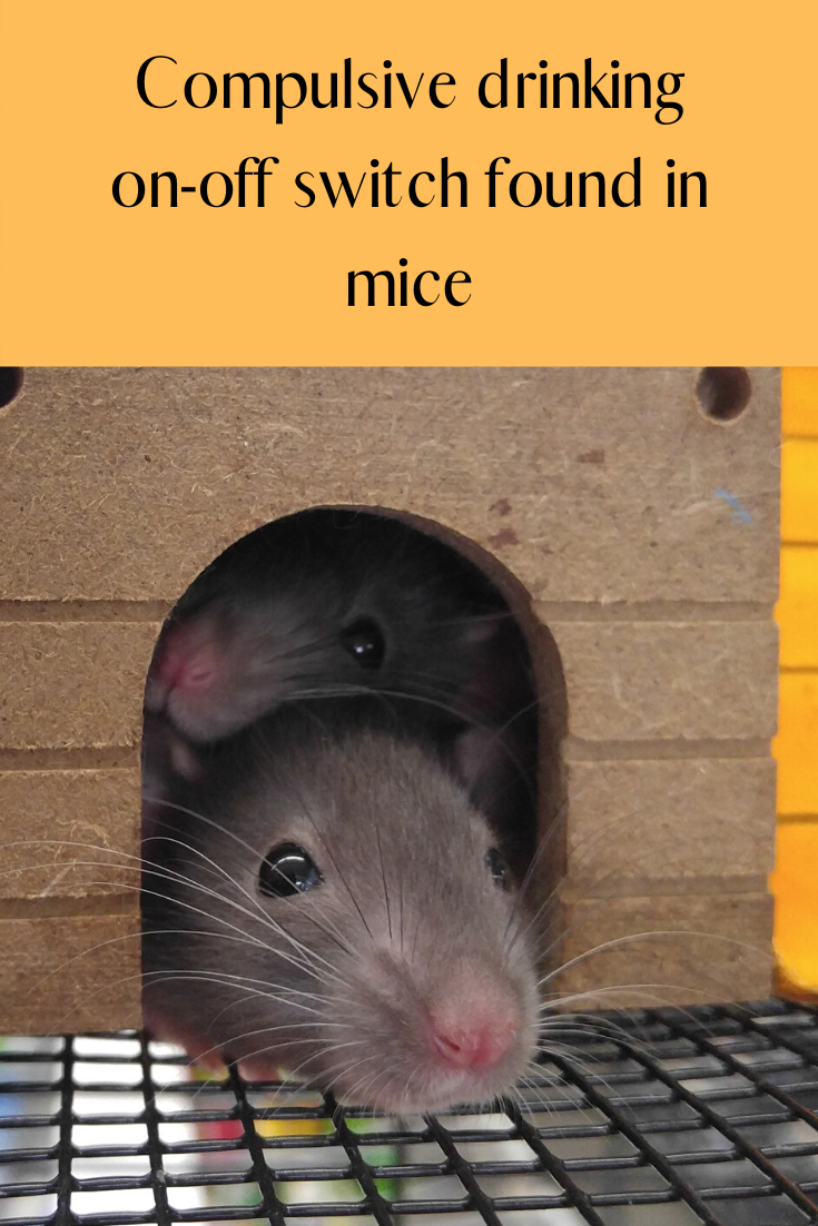 Compulsive drinking on-off switch found in mice