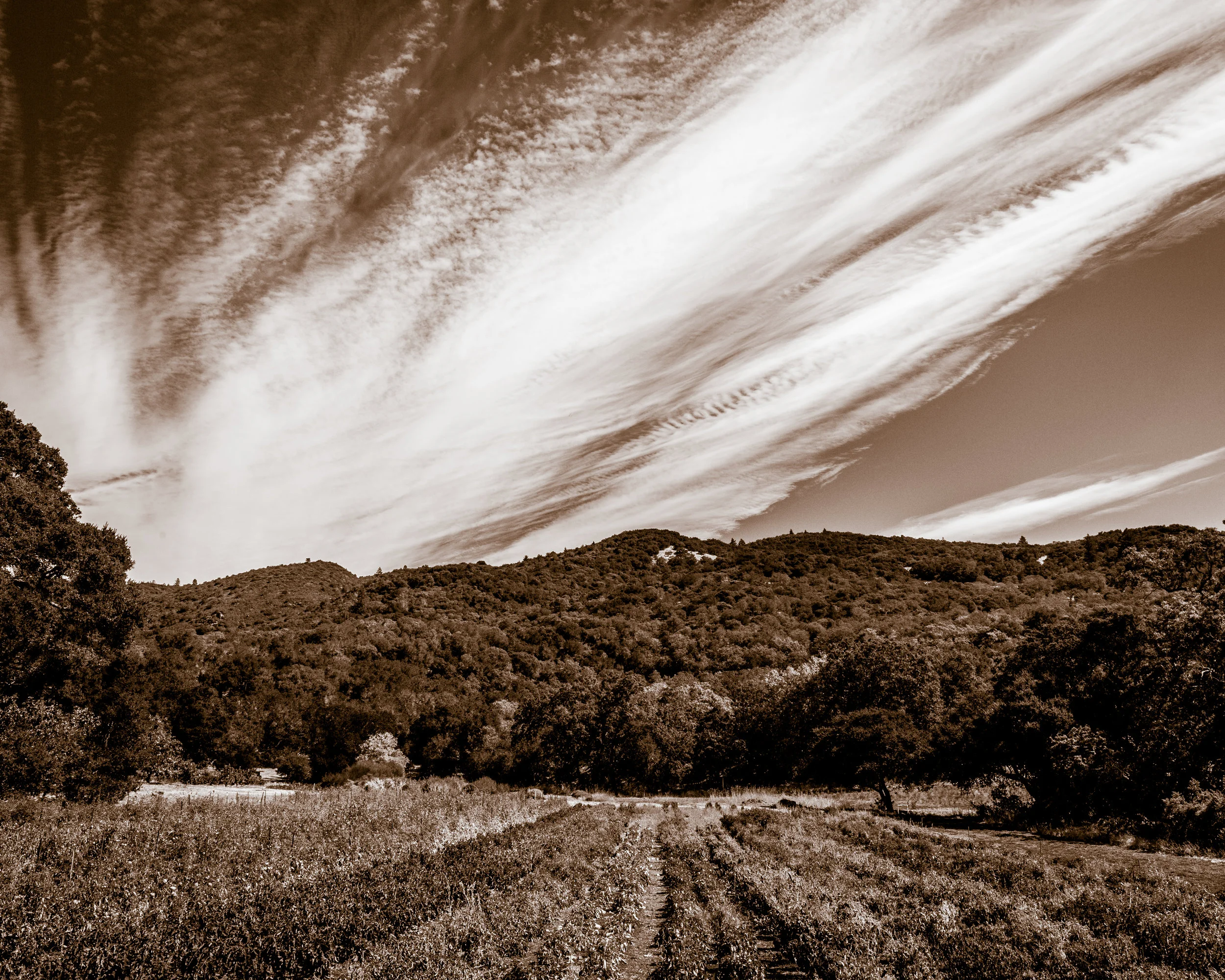 Mayacamas.11x14.jpg