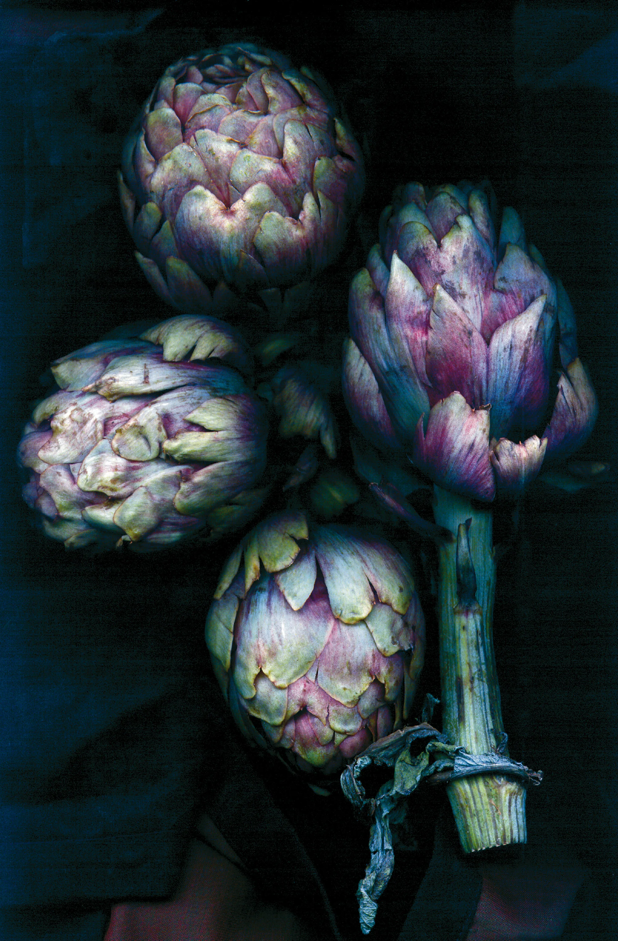 artichoke_rgb2000.jpg