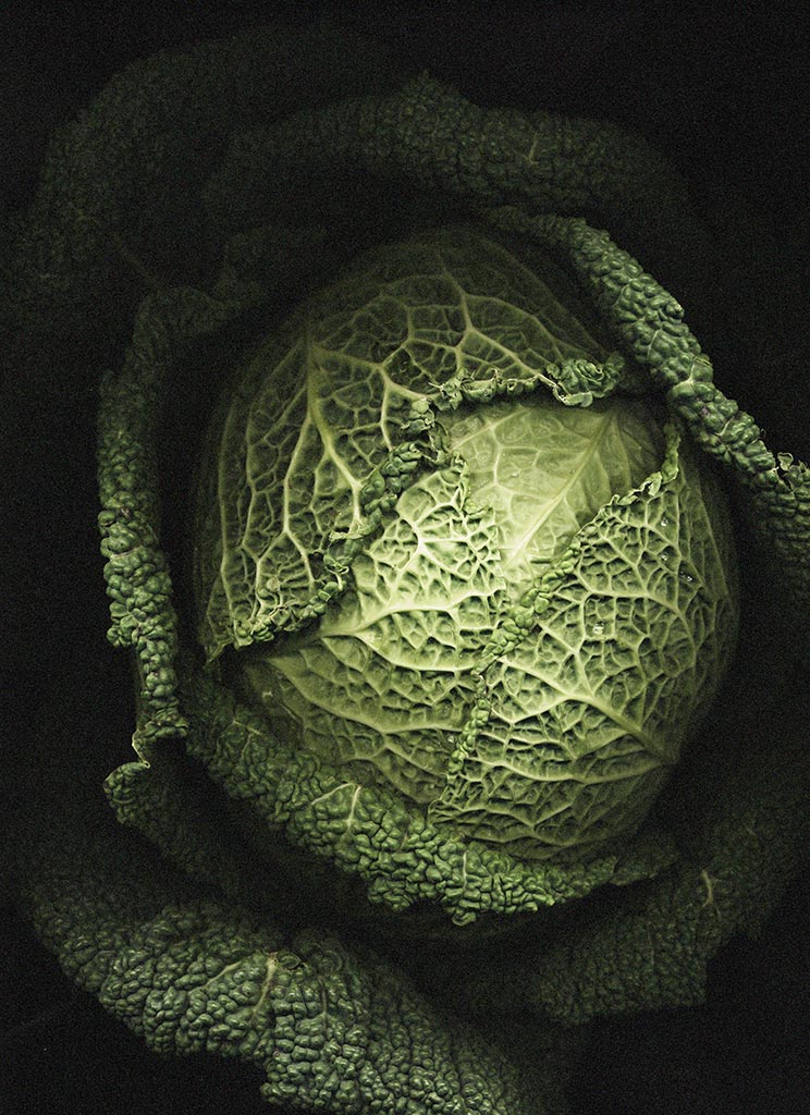 P_cabbage-2a.jpg