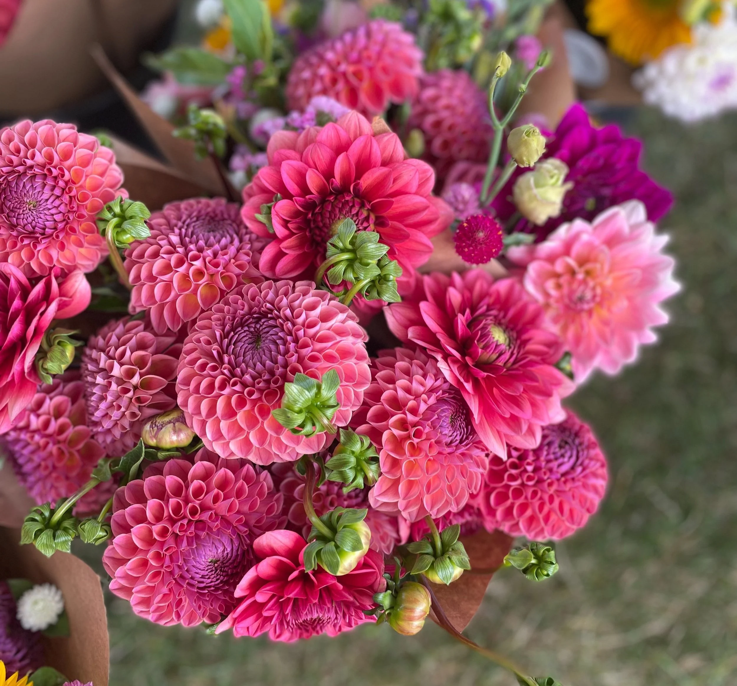 Dahlia Subscription 2026