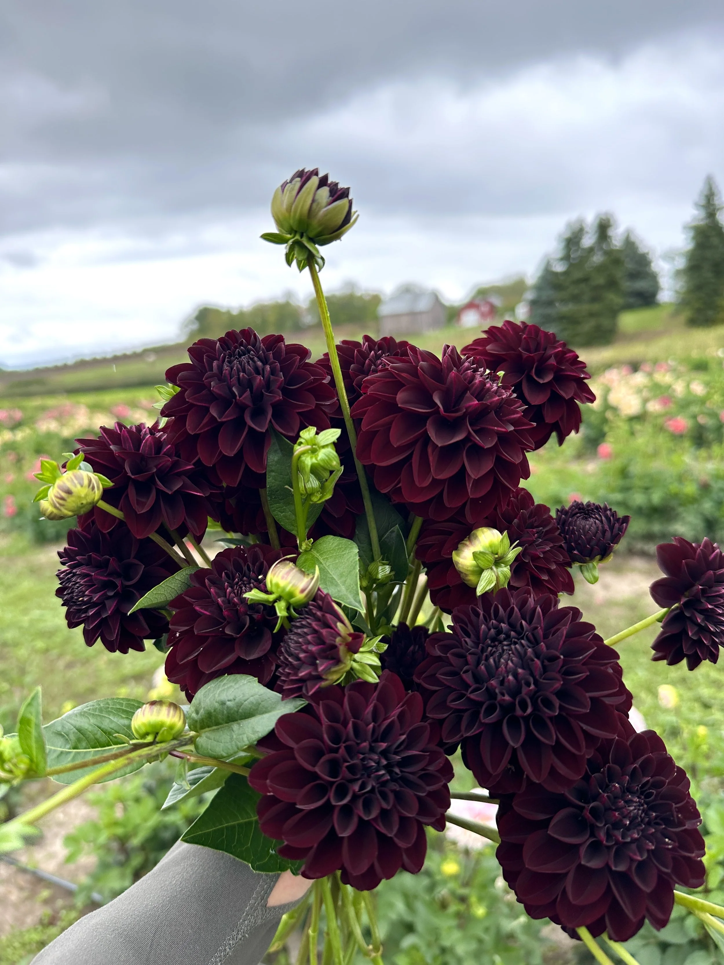 La Recolecta Dahlia Tuber