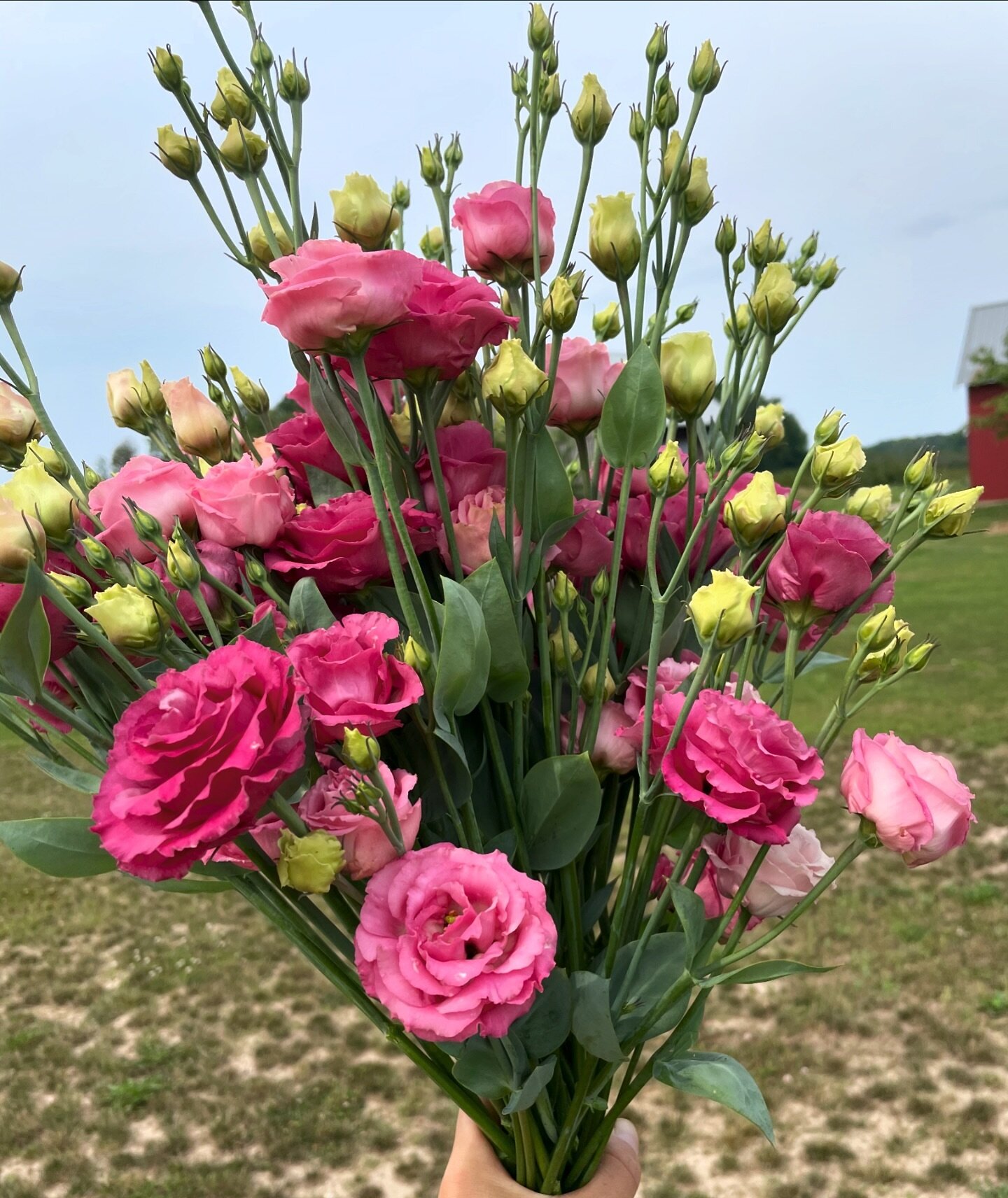 Spring Checklist: Here&rsquo;s what happening on the farm lately. 

✔️ Ranunculus planted and growing under protection. 
✔️ 3300+ Lisianthus, snapdragons, bupleurum, and Chinese forget me knot plugs planted. 
✔️ New tunnel halfway built. It&rsquo;s a