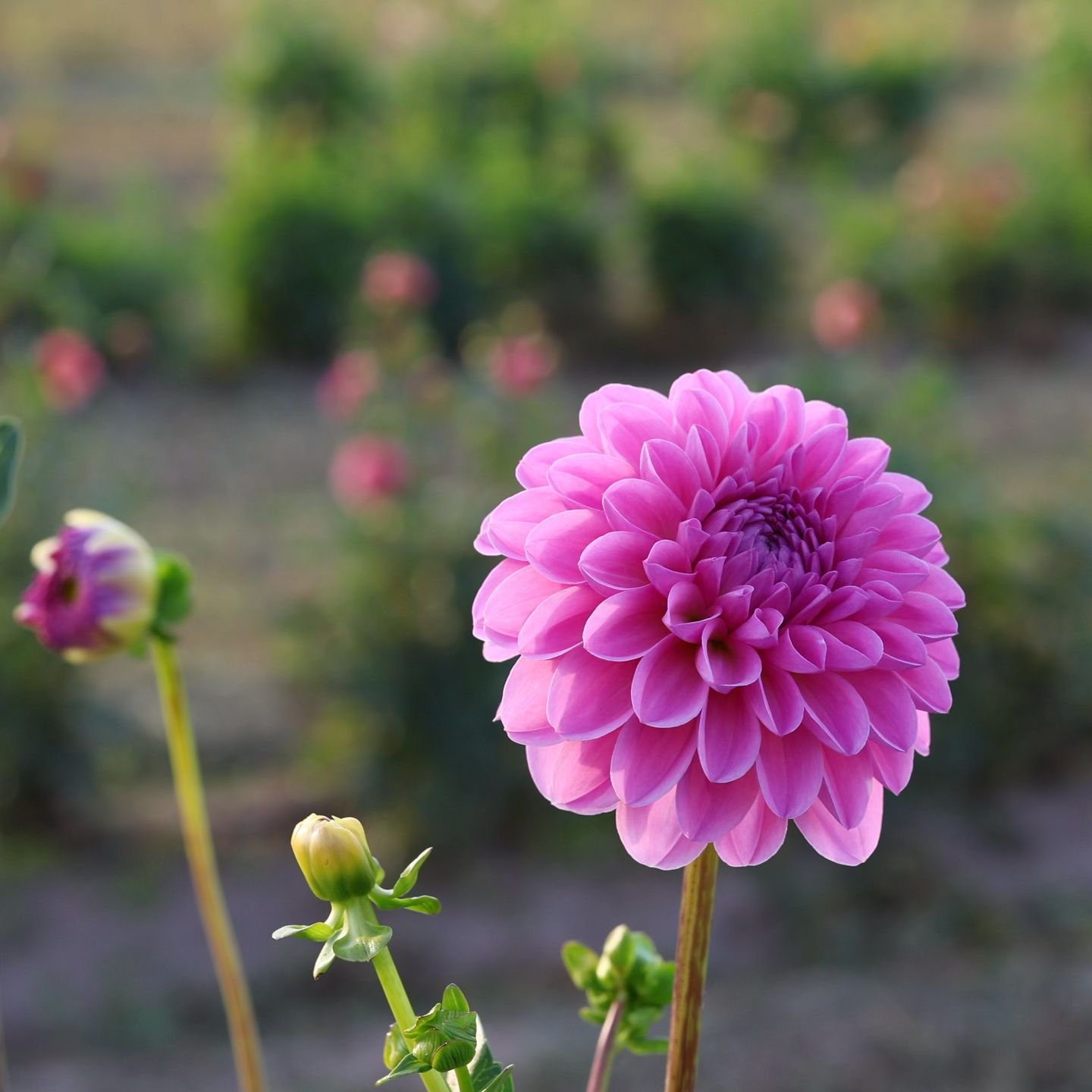 Tomorrow is our last @sarahardyfarmersmarket for the year. We will see you there with dahlias!! The stand should be open later this week again and I&rsquo;ll post some updates on stories with details. But then it&rsquo;s off to the races to clean up 