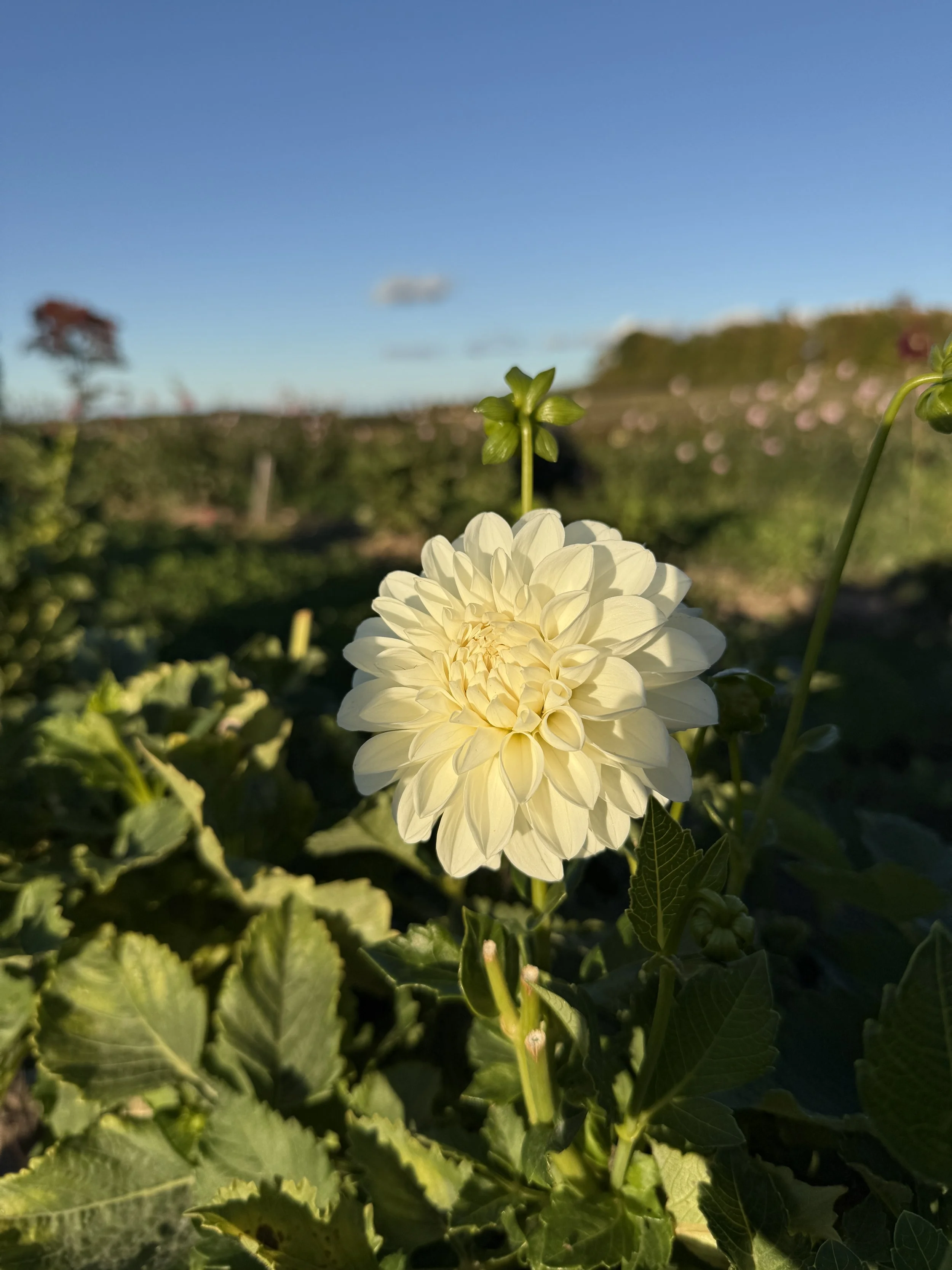Mount Hood Dahlia Tuber