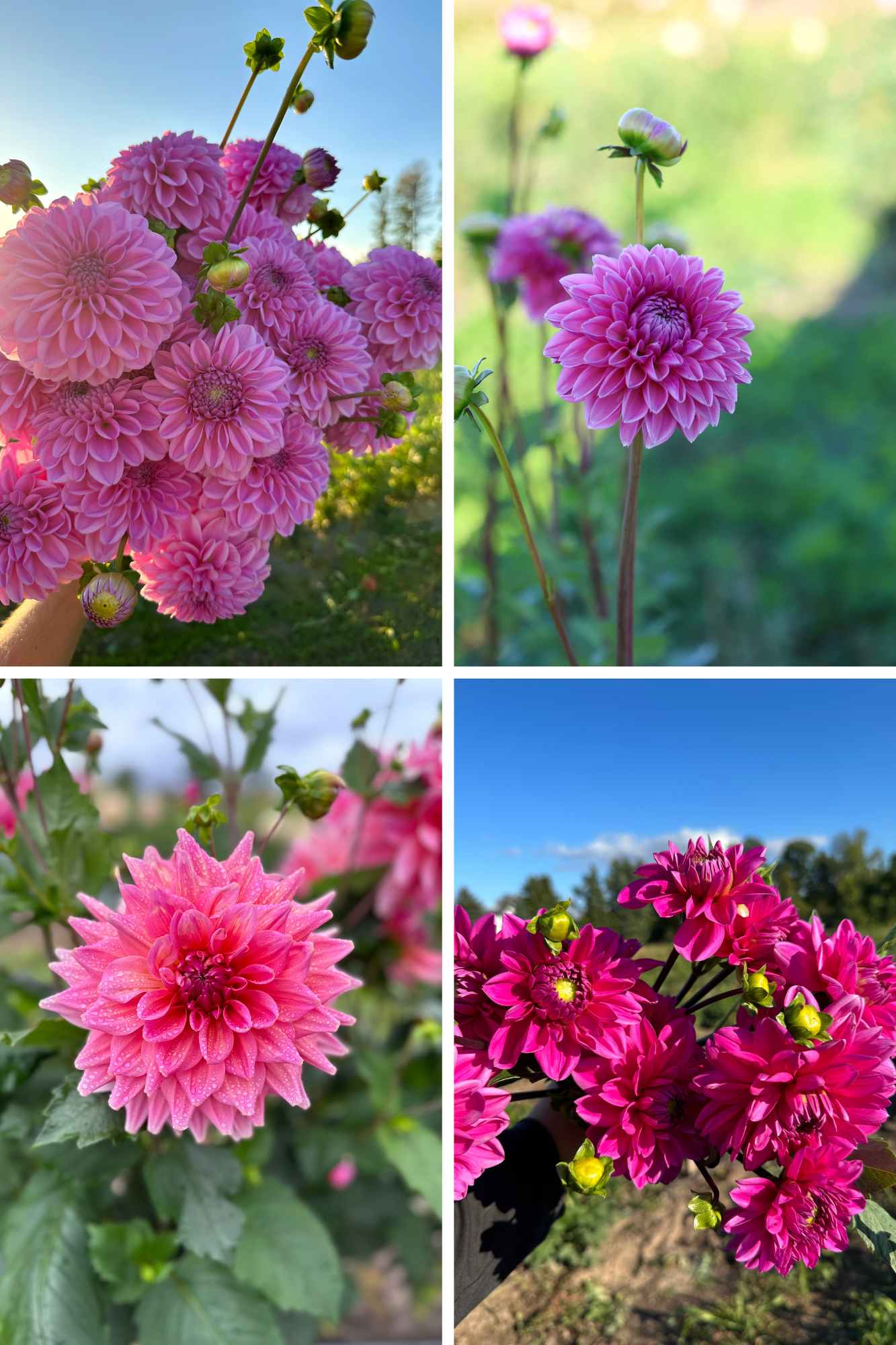 Pink Dahlia Tuber Bundle