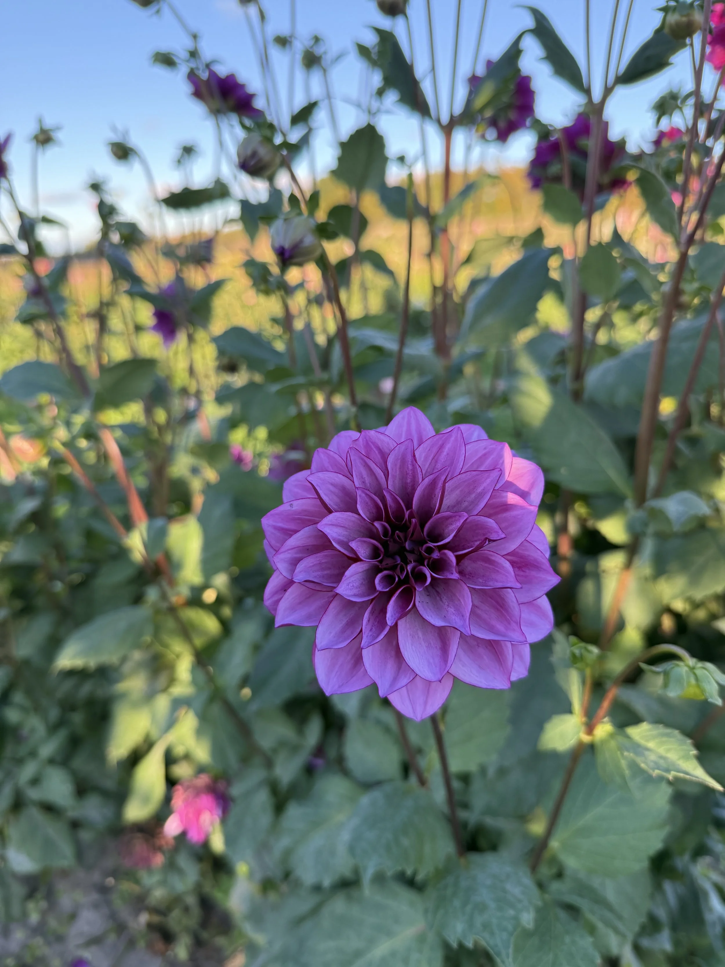 Bluebell Dahlia Tuber