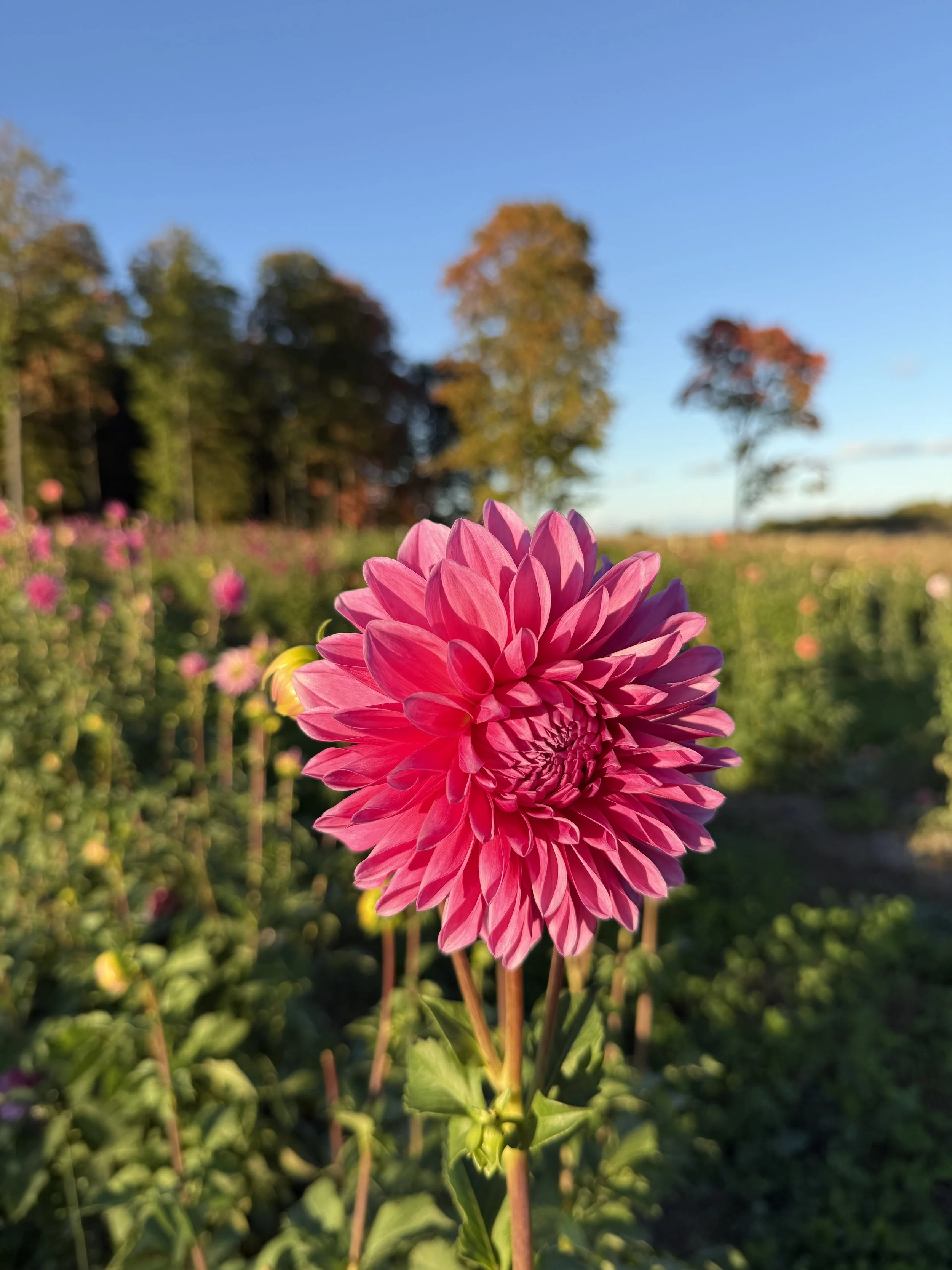 Bargaly Blush Dahlia Tuber