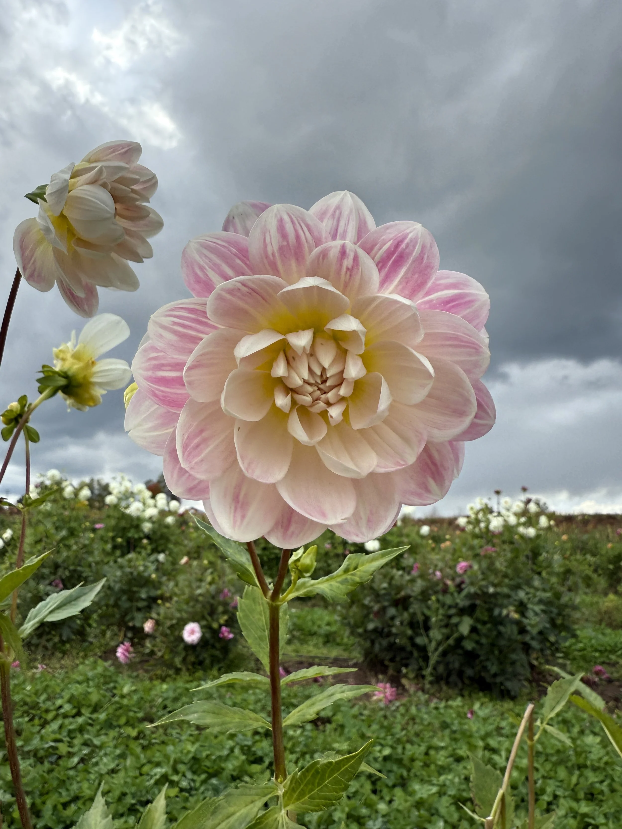 Kelgai Ann Dahlia Tuber