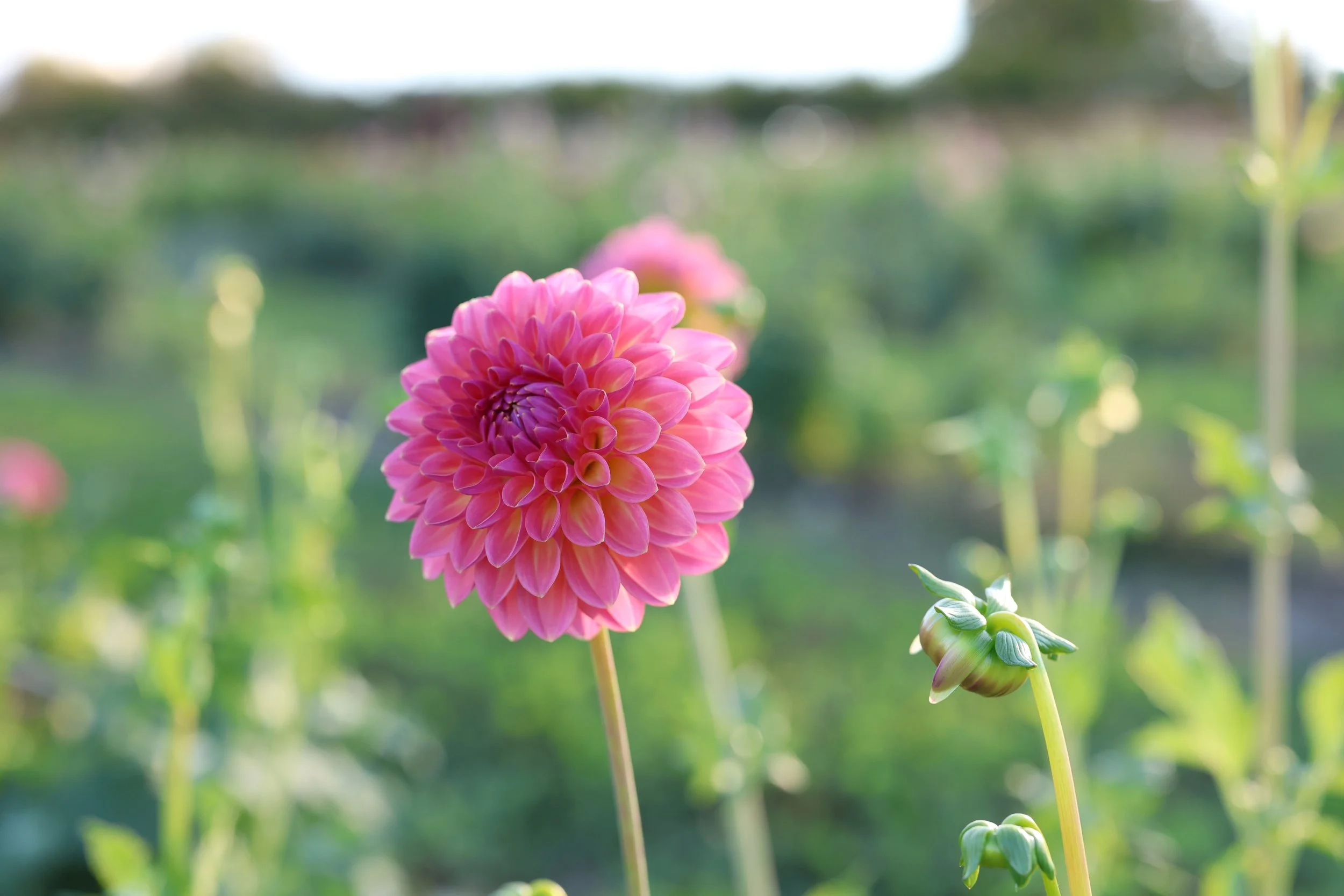 Pink Suffusion Dahlia Tuber