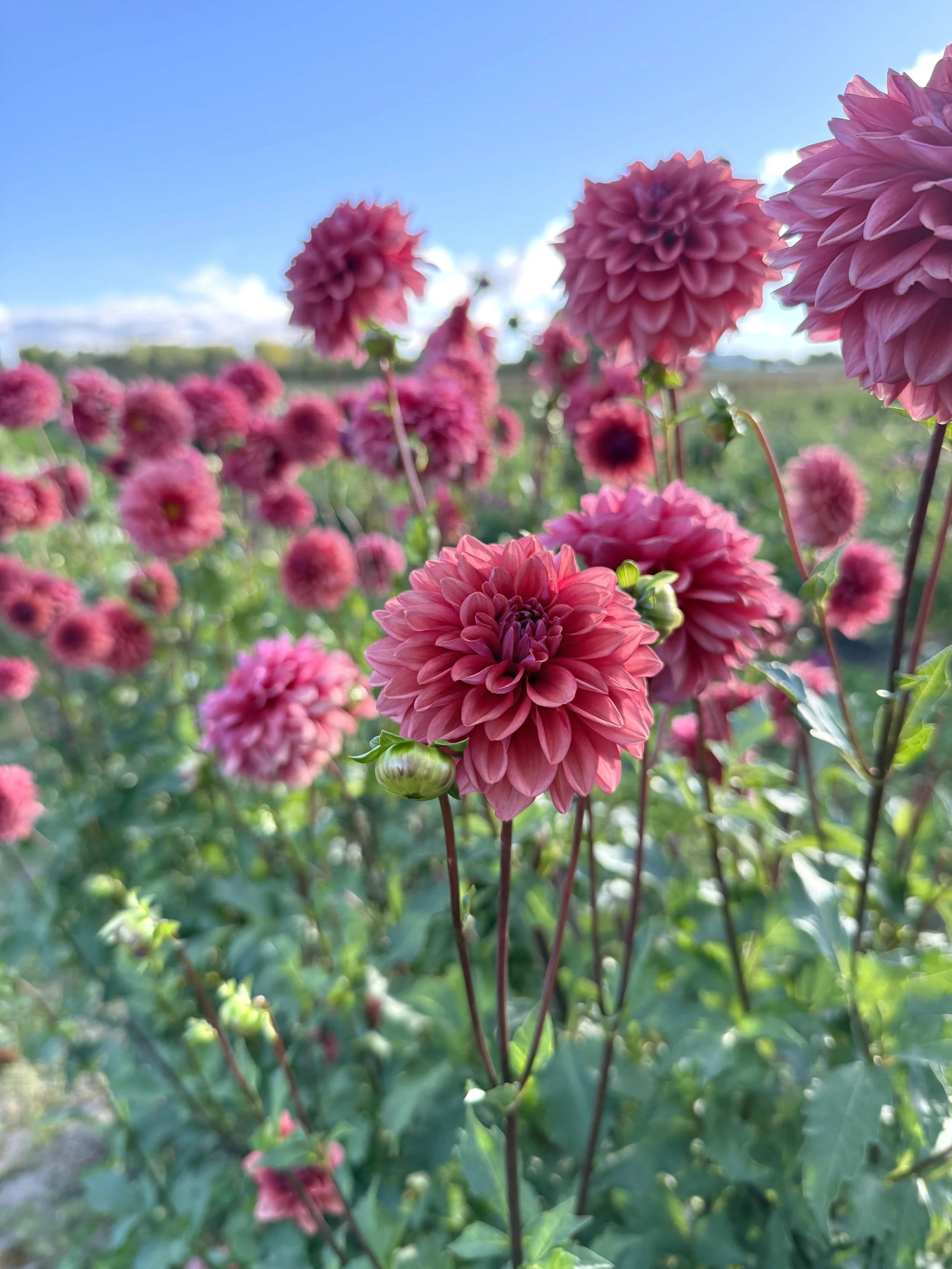 Mystique Dahlia Tuber
