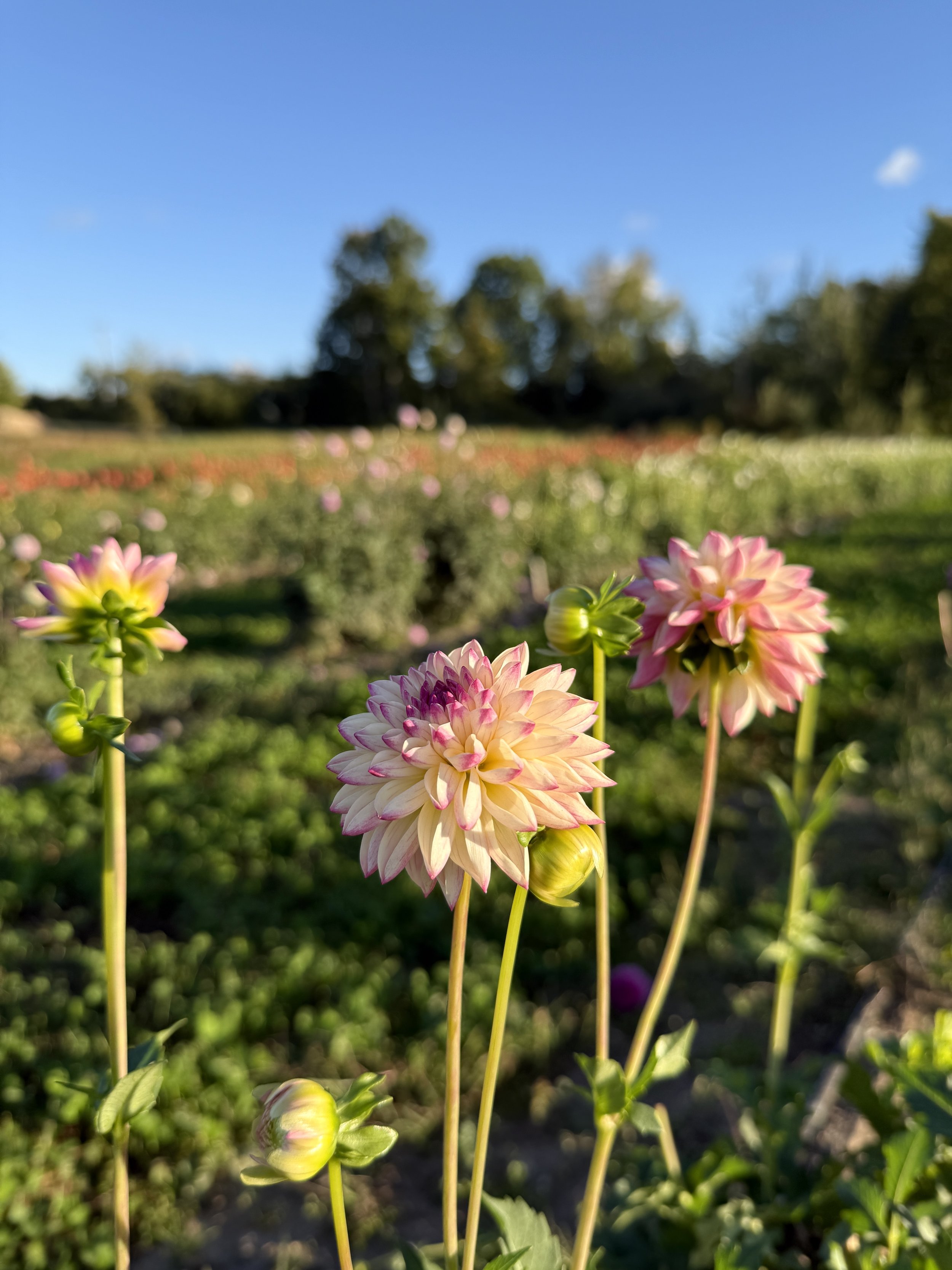 Valley Porcupine Dahlia Tuber