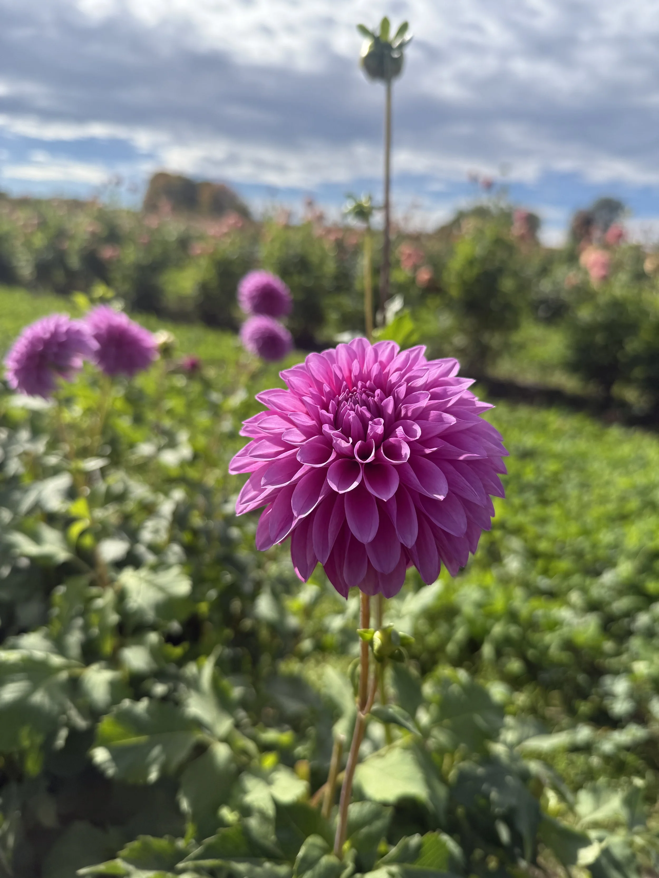 Hollyhill Bill M Dahlia Tuber
