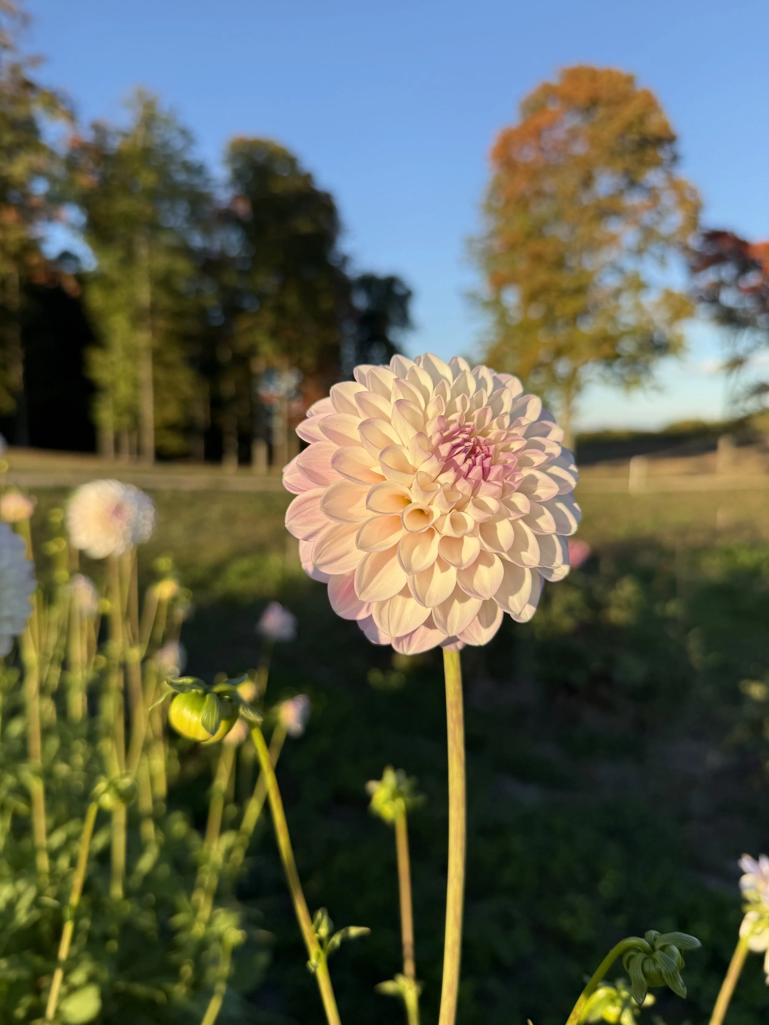 Janicks Symphony Dahlia Tuber