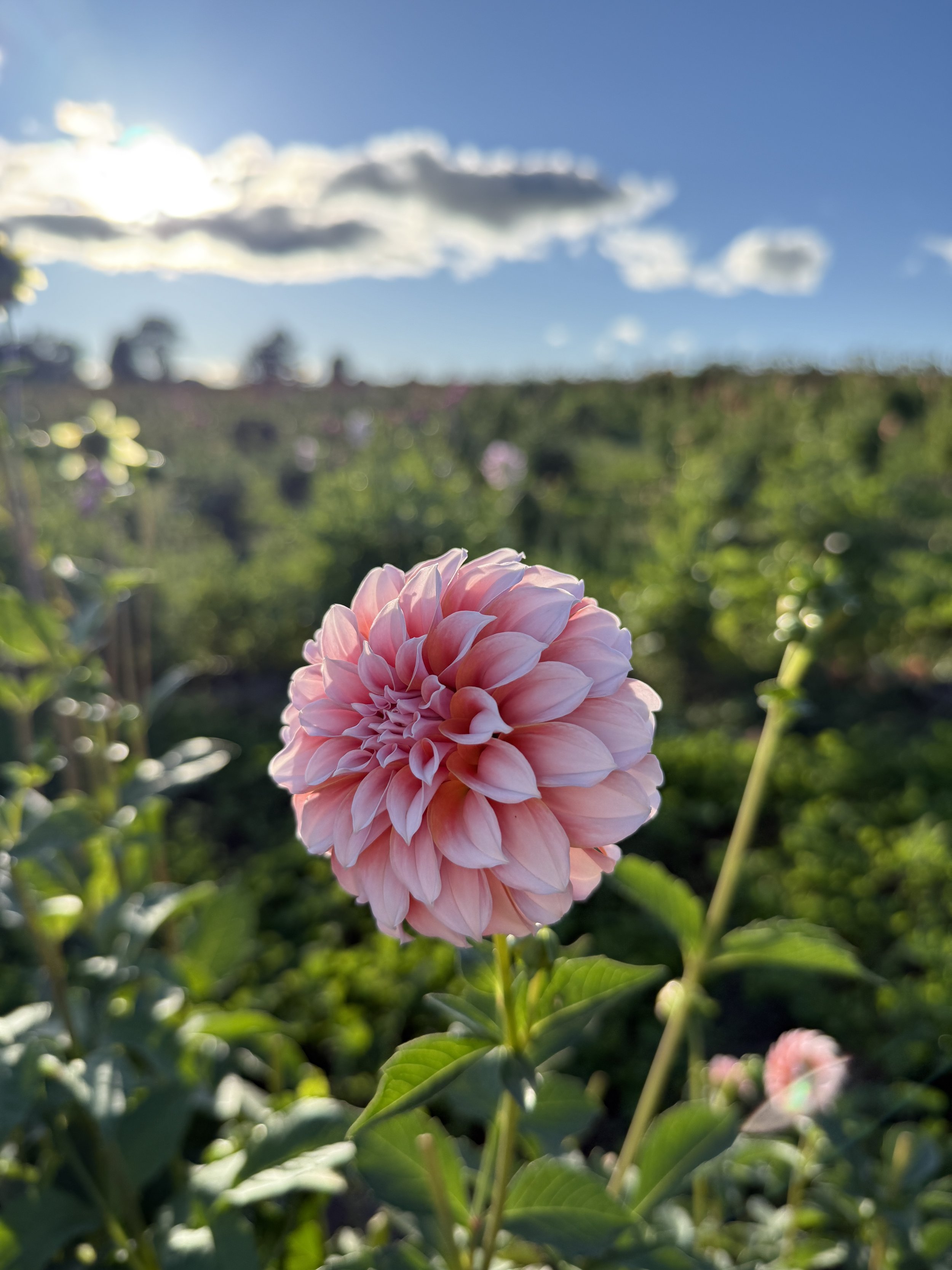 Peaches n Cream Dahlia Tuber