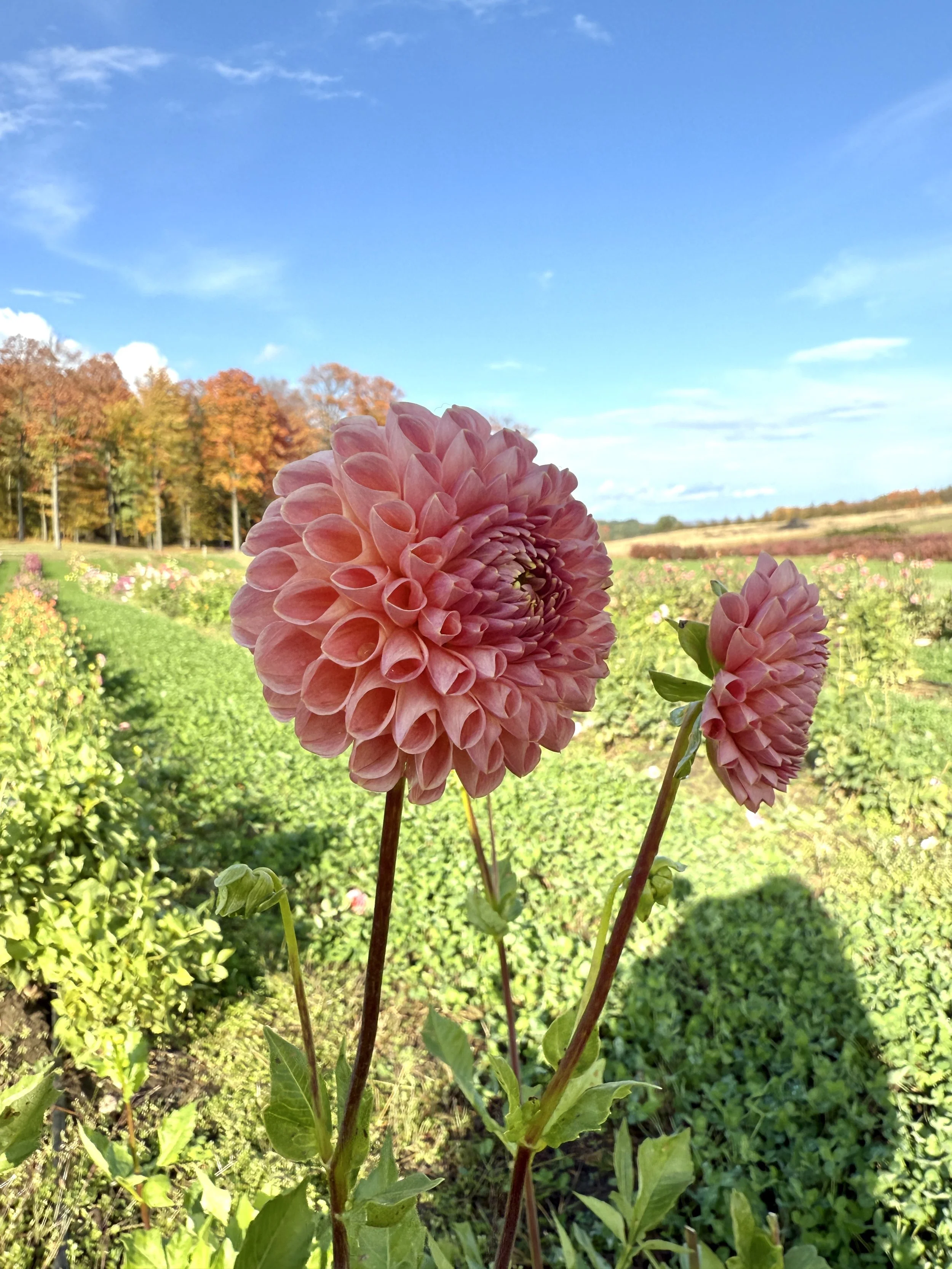 Clearview Peachy Dahlia Tuber