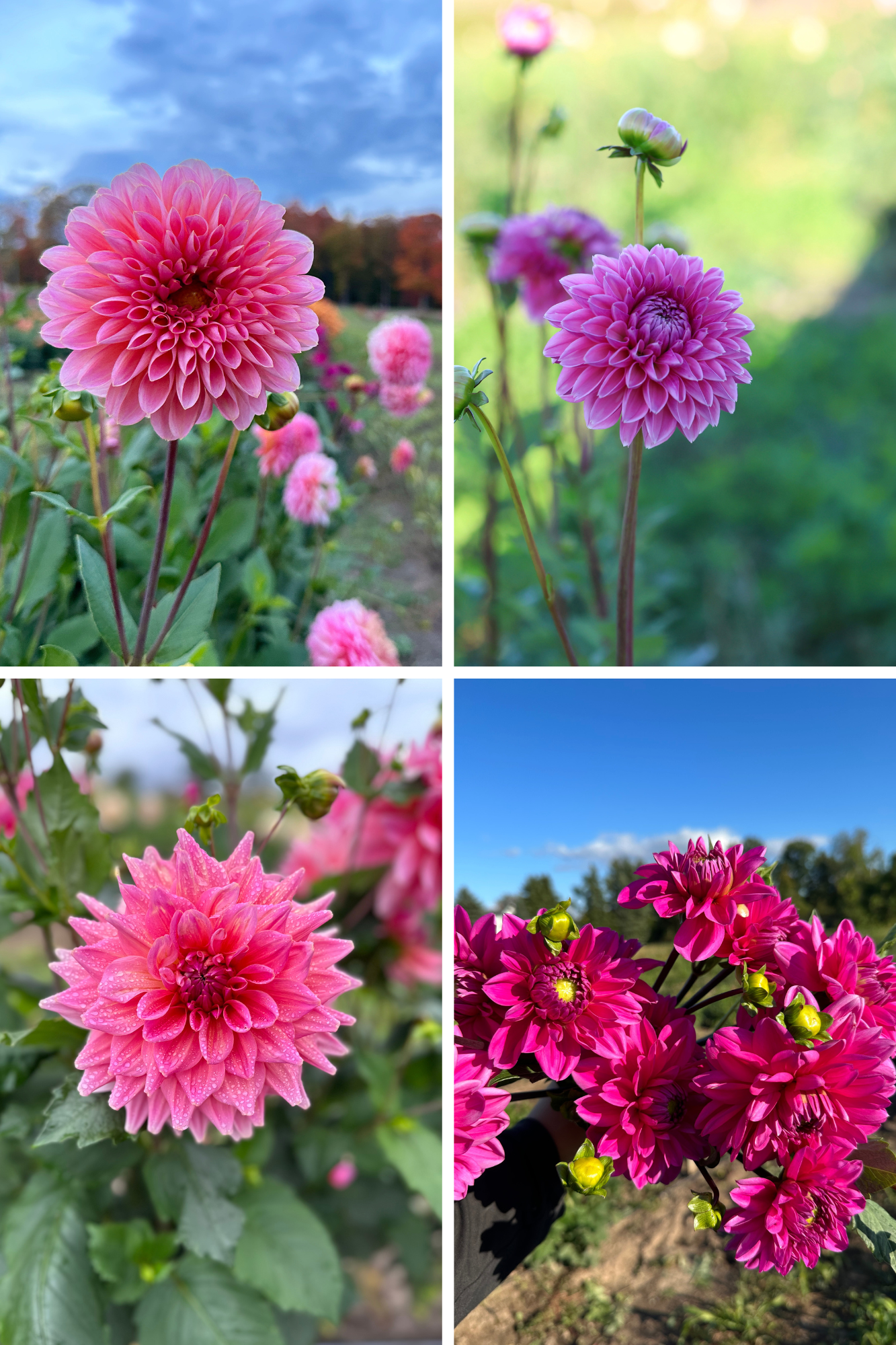 Beige Minimalist Mood Photo Collage-5.png