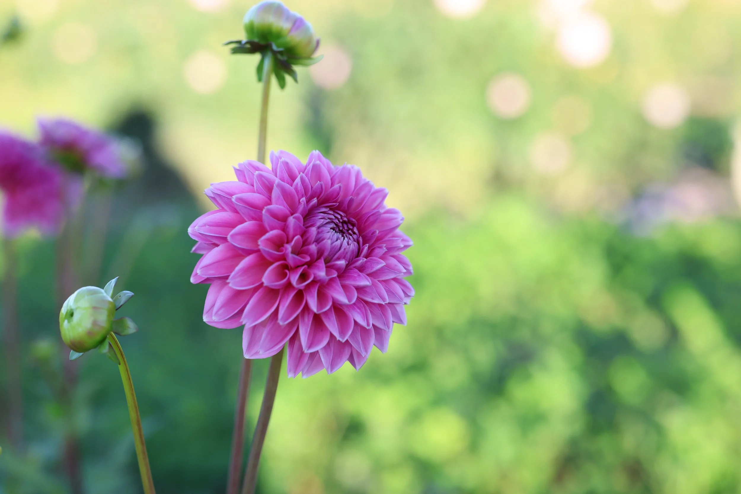 Camano Love Dahlia Tuber