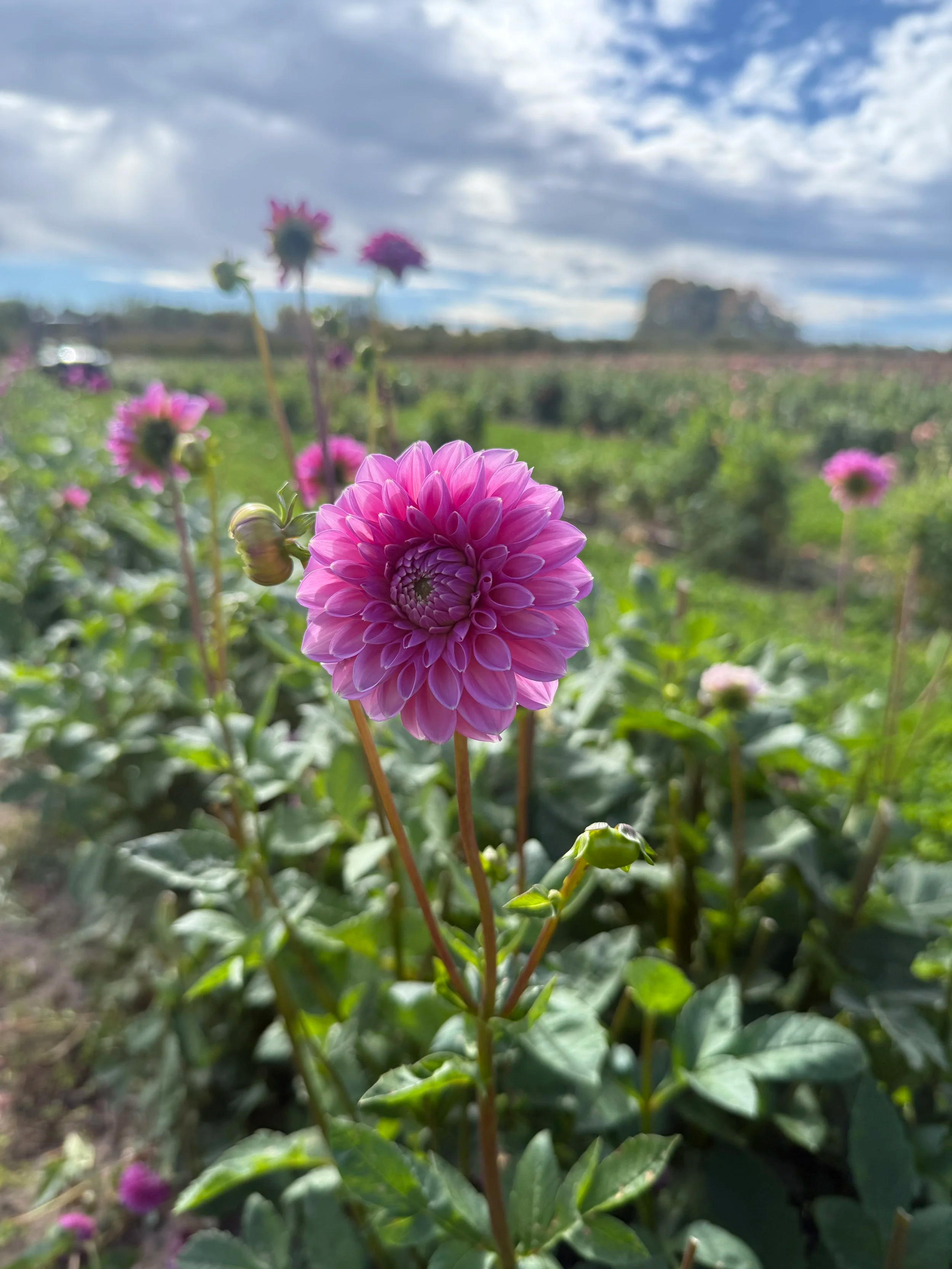 Pink Sylvia Dahlia Tuber