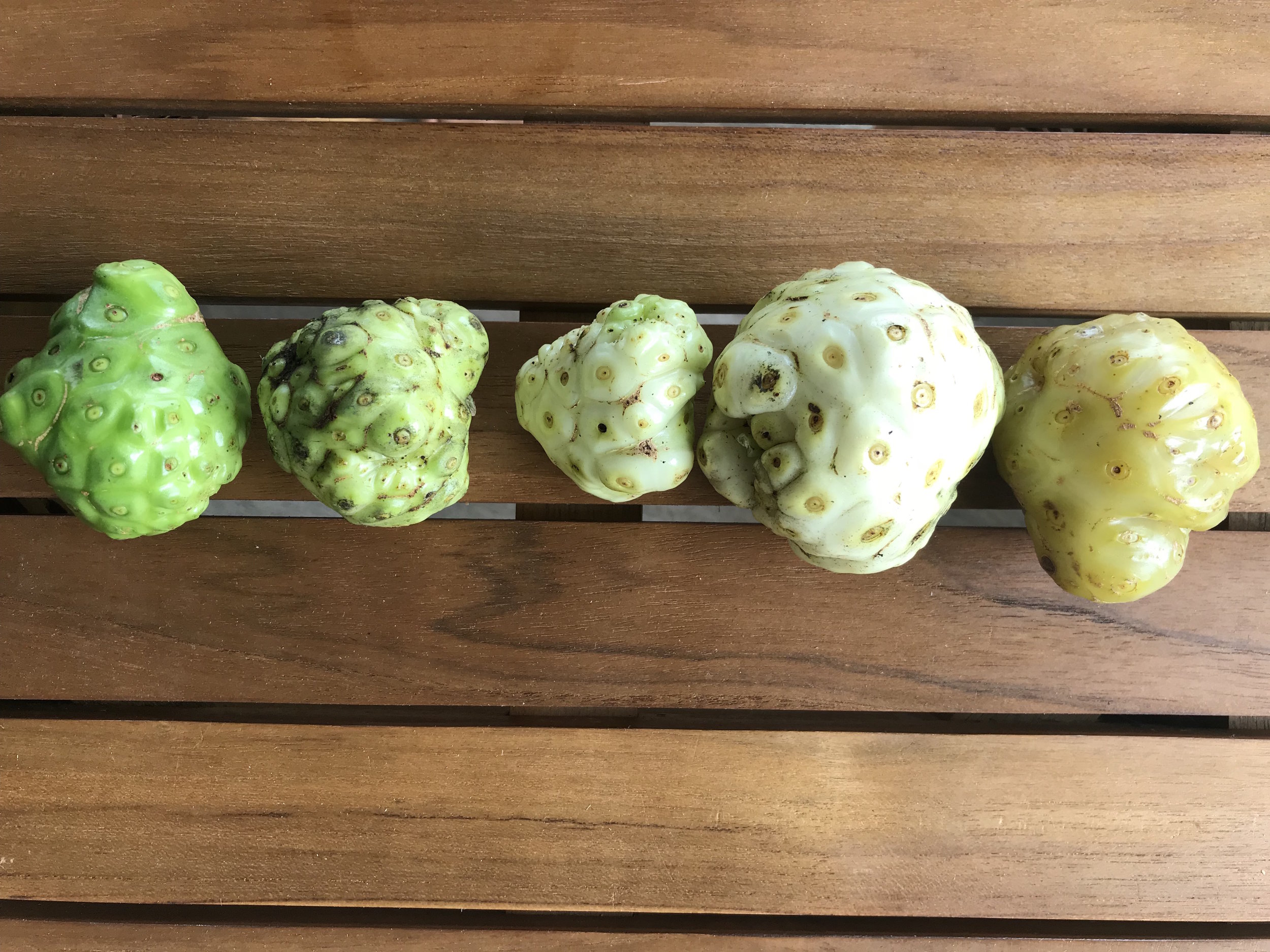 Unripe —-> Ripe Noni