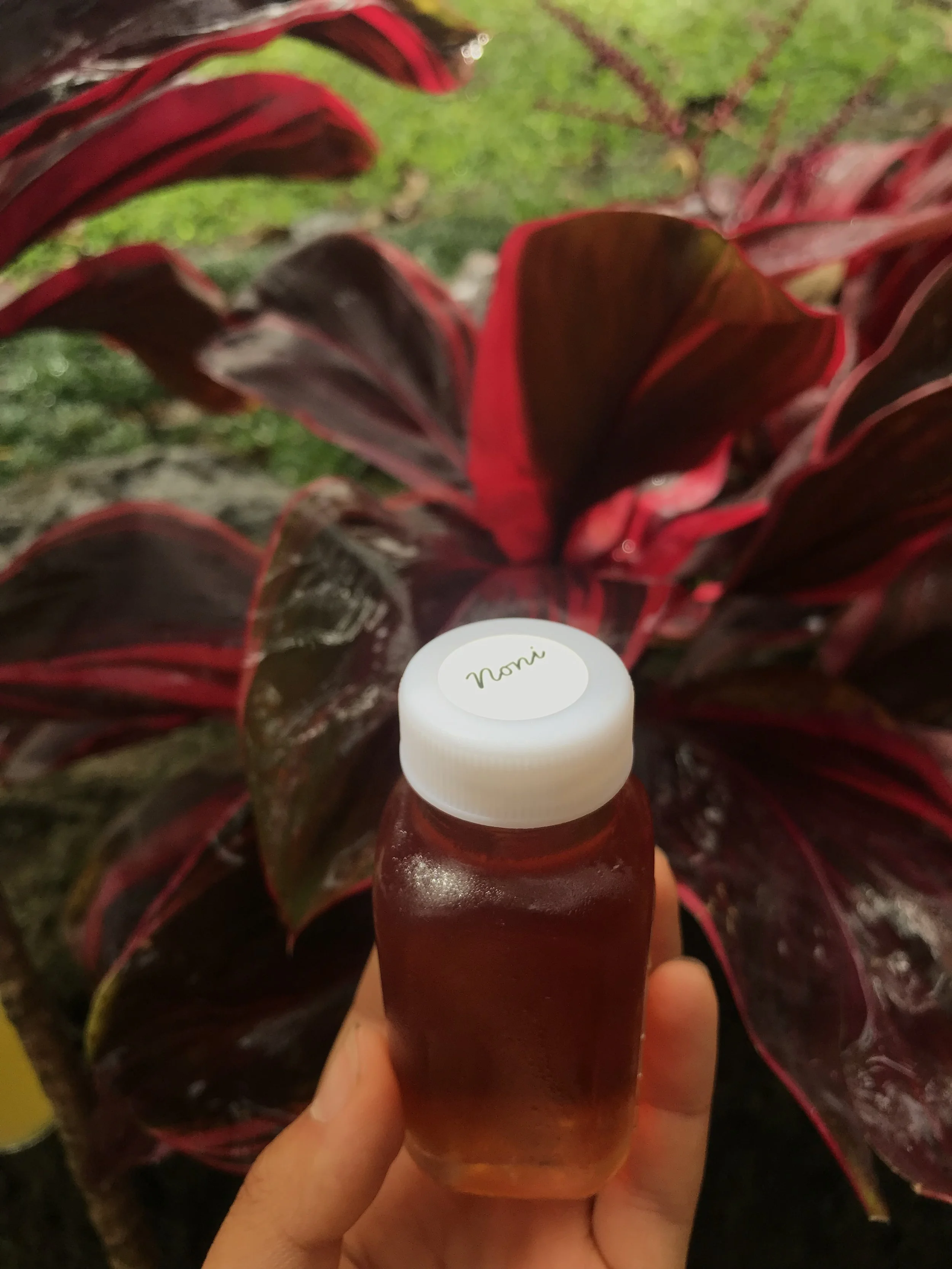 4oz shot of fermented noni juice