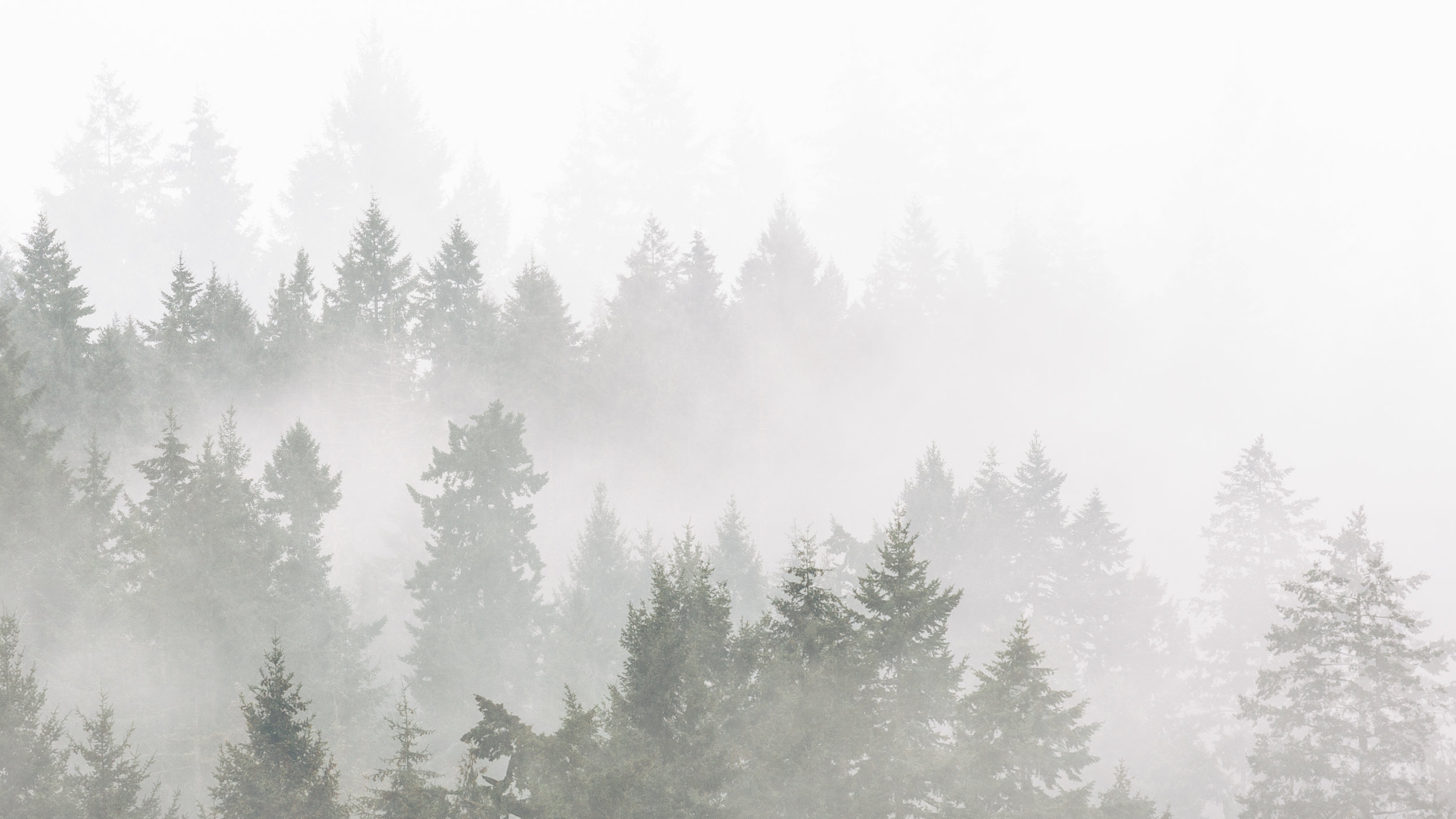Trees & Fog 2.jpg