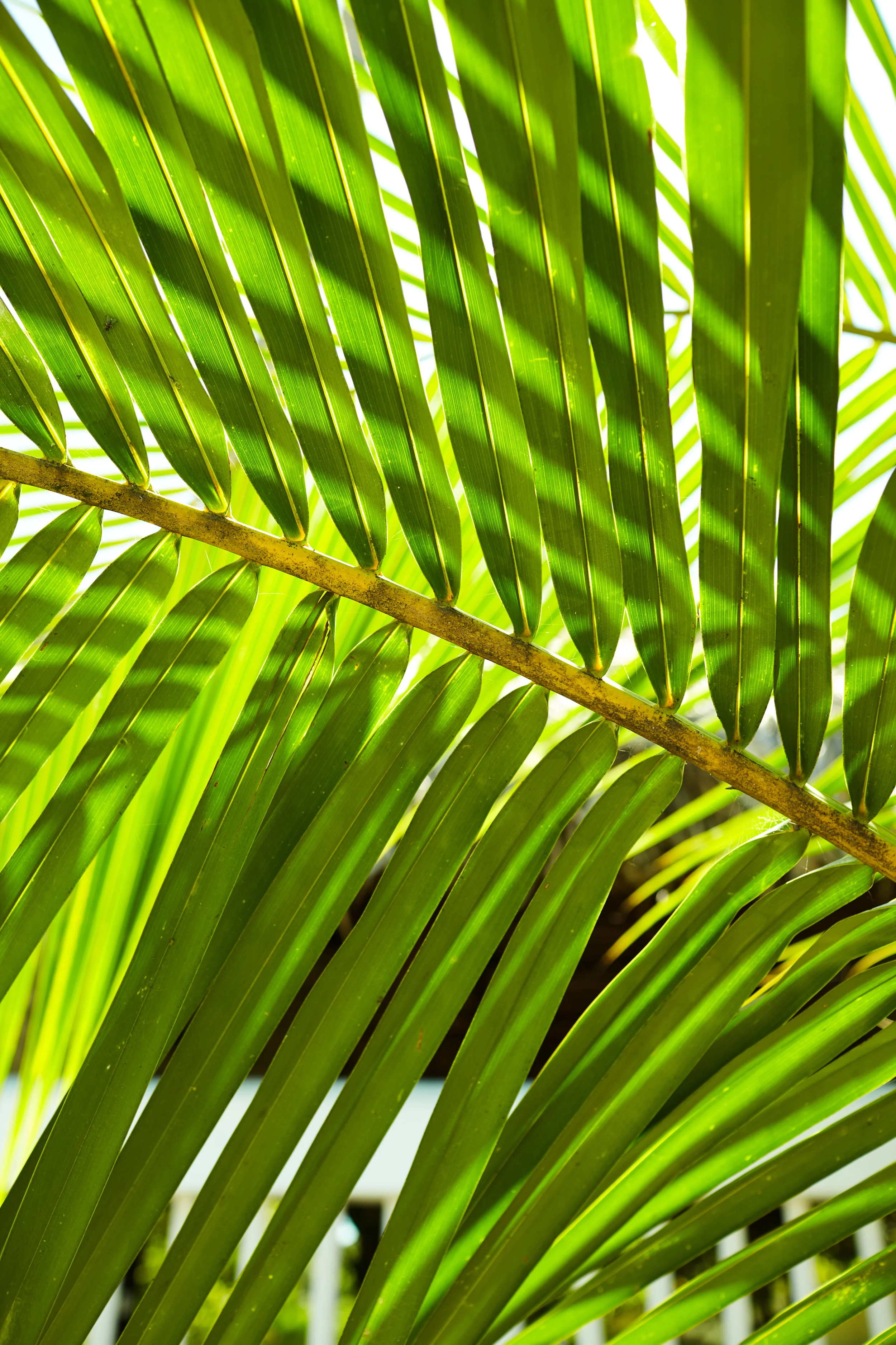 Puerto Vallarta- IMG_0280.jpg