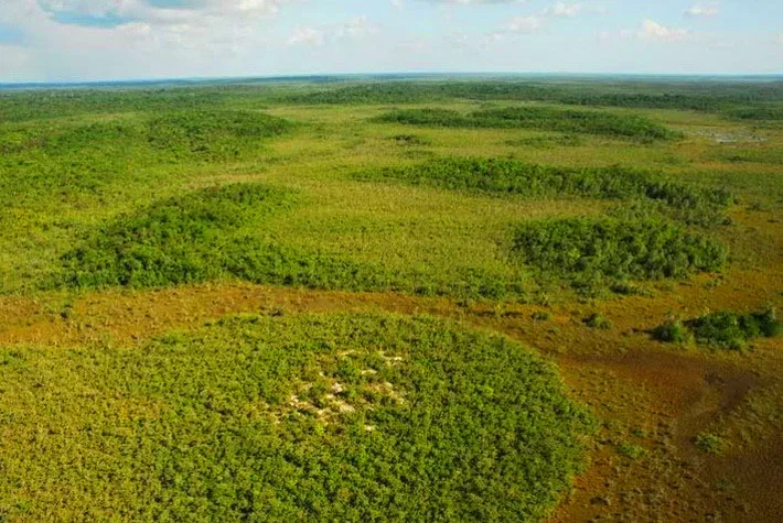 Viruá National Park , Roraima, Brazil