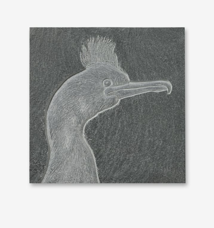 European Shag by Tanja Bolenz