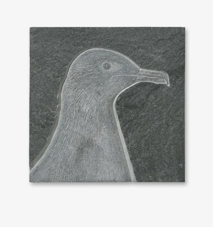 The Artic Skua by Tanja Bolenz