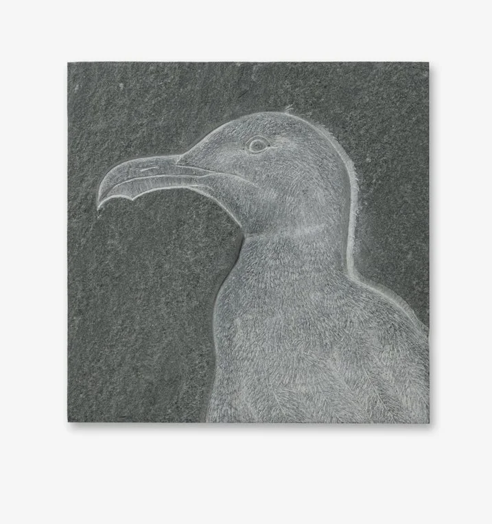 European Herring Gull by Tanja Bolenz