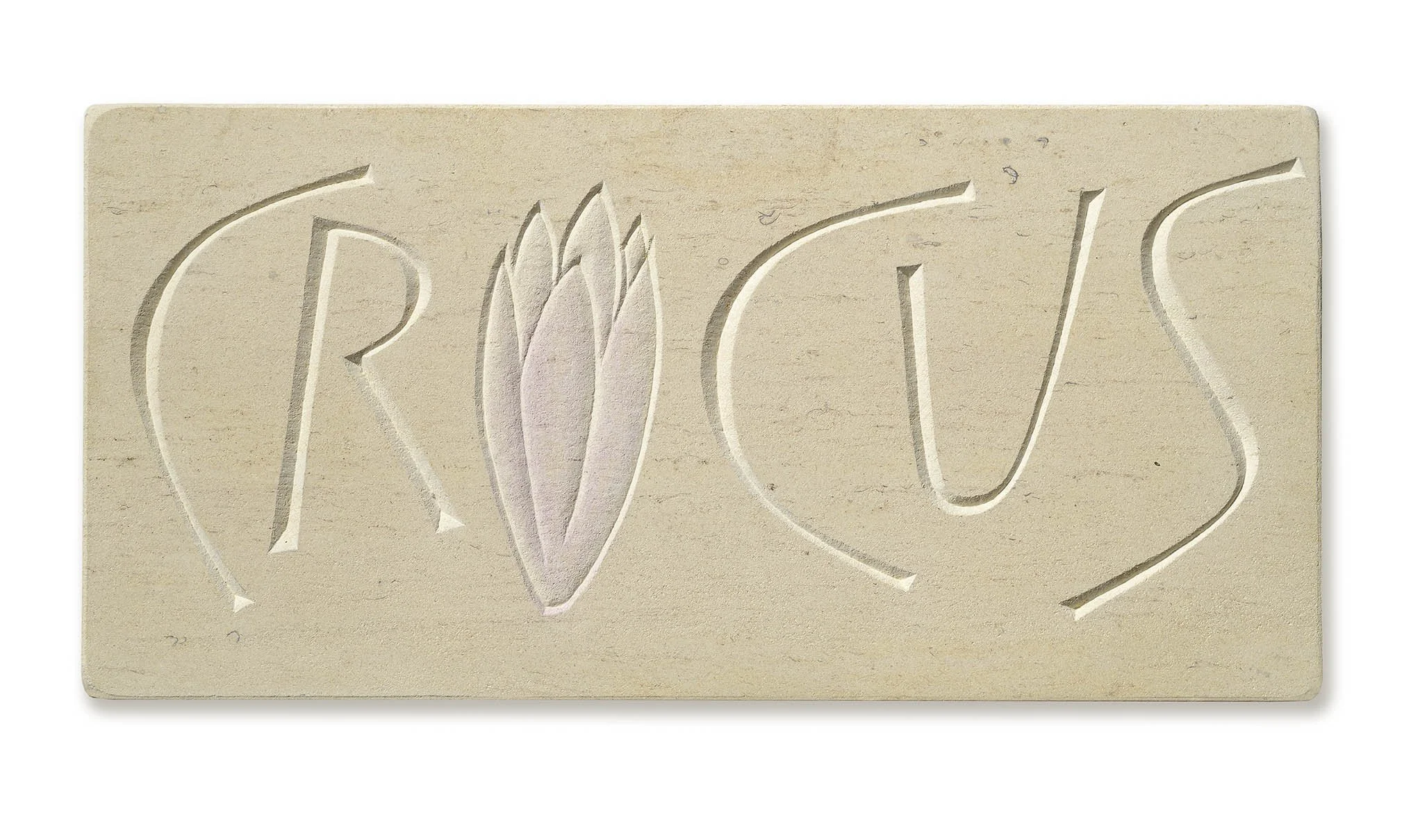 Crocus by Tom Perkins