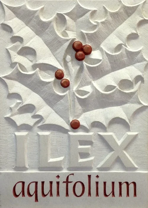ILEX AQUIFOLIUM by Bernard Johnson