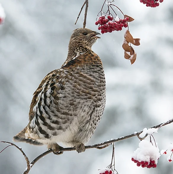 Ruffed Grouse.jpg