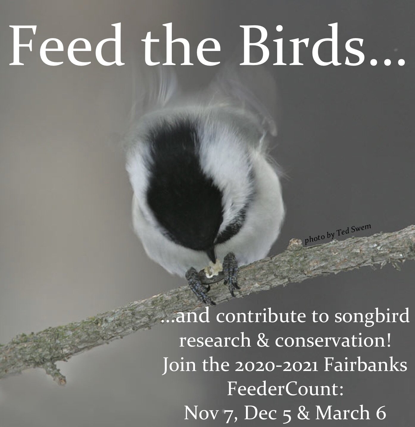 1st day of Fairbanks FeederCount