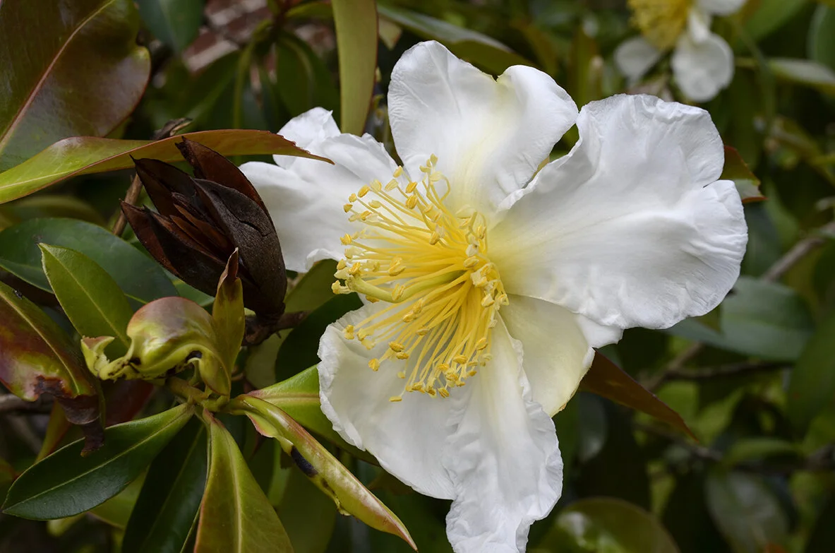 Spring and new hope