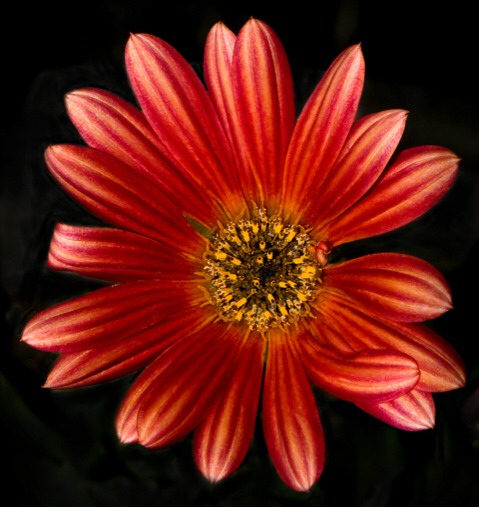 Shearer Flower - cropped.jpg