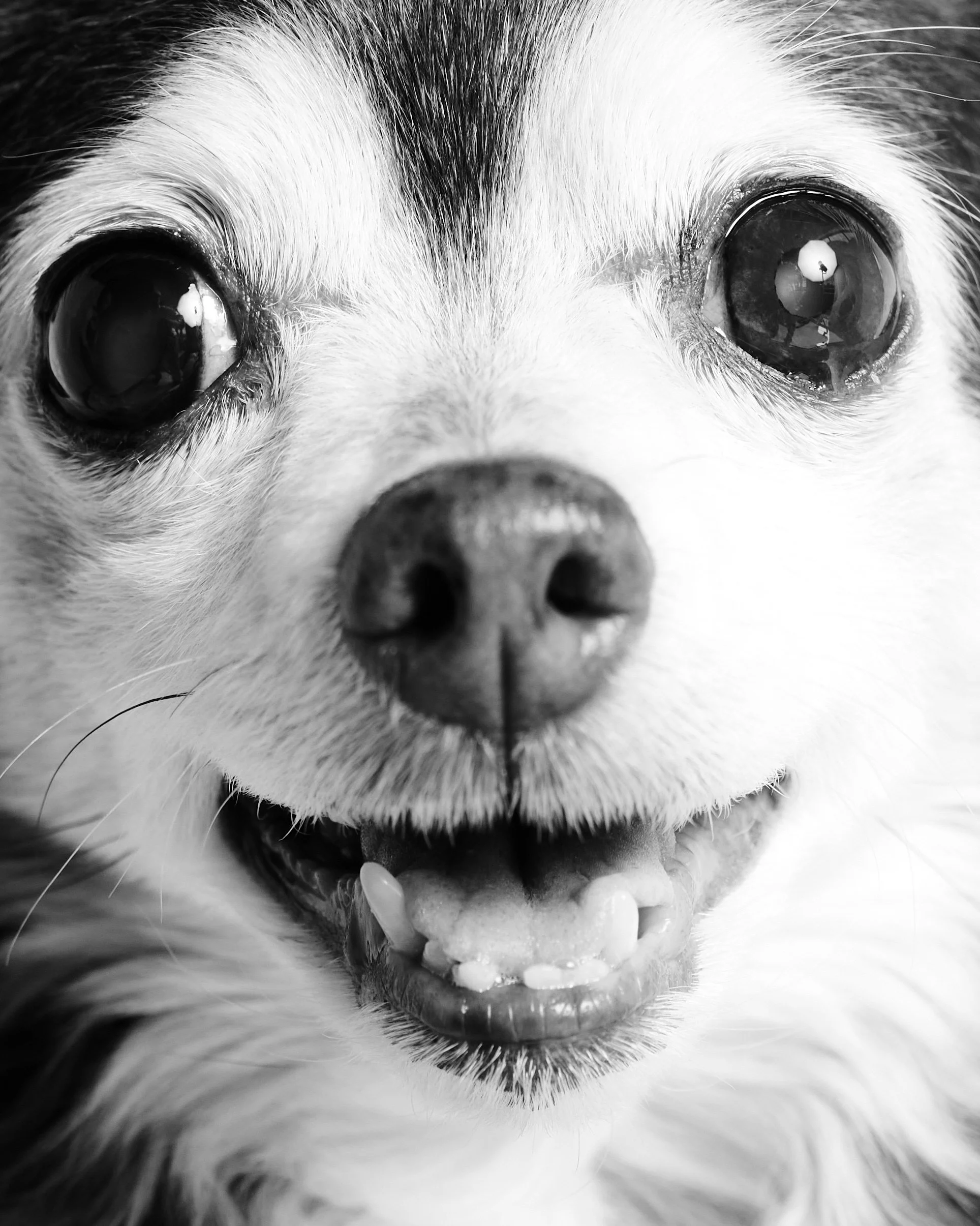 Companions-New-York-Pets-Animals-Photo-Story-Taurat-Hossain-4.jpg
