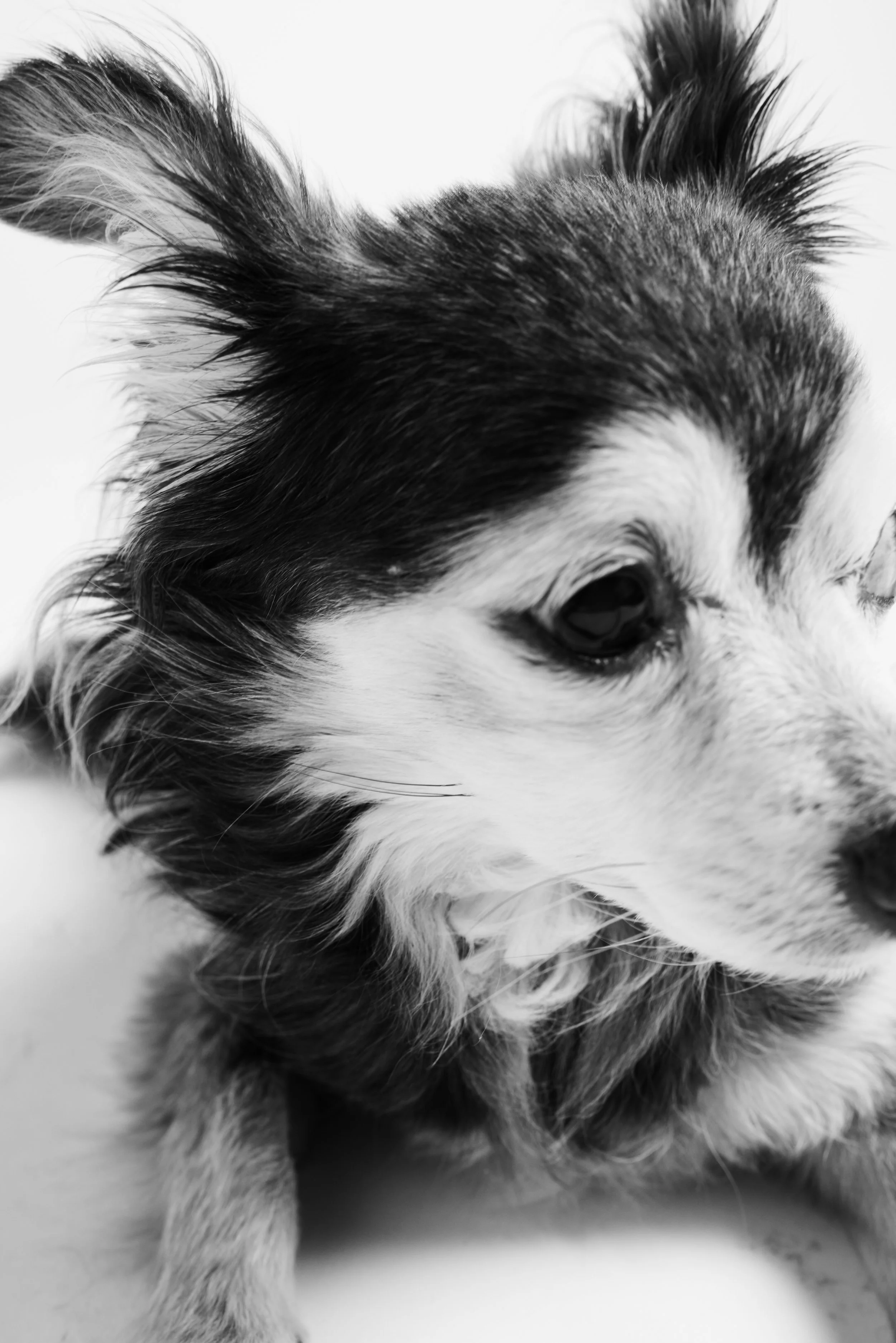 Companions-New-York-Pets-Animals-Photo-Story-Taurat-Hossain-3.jpg