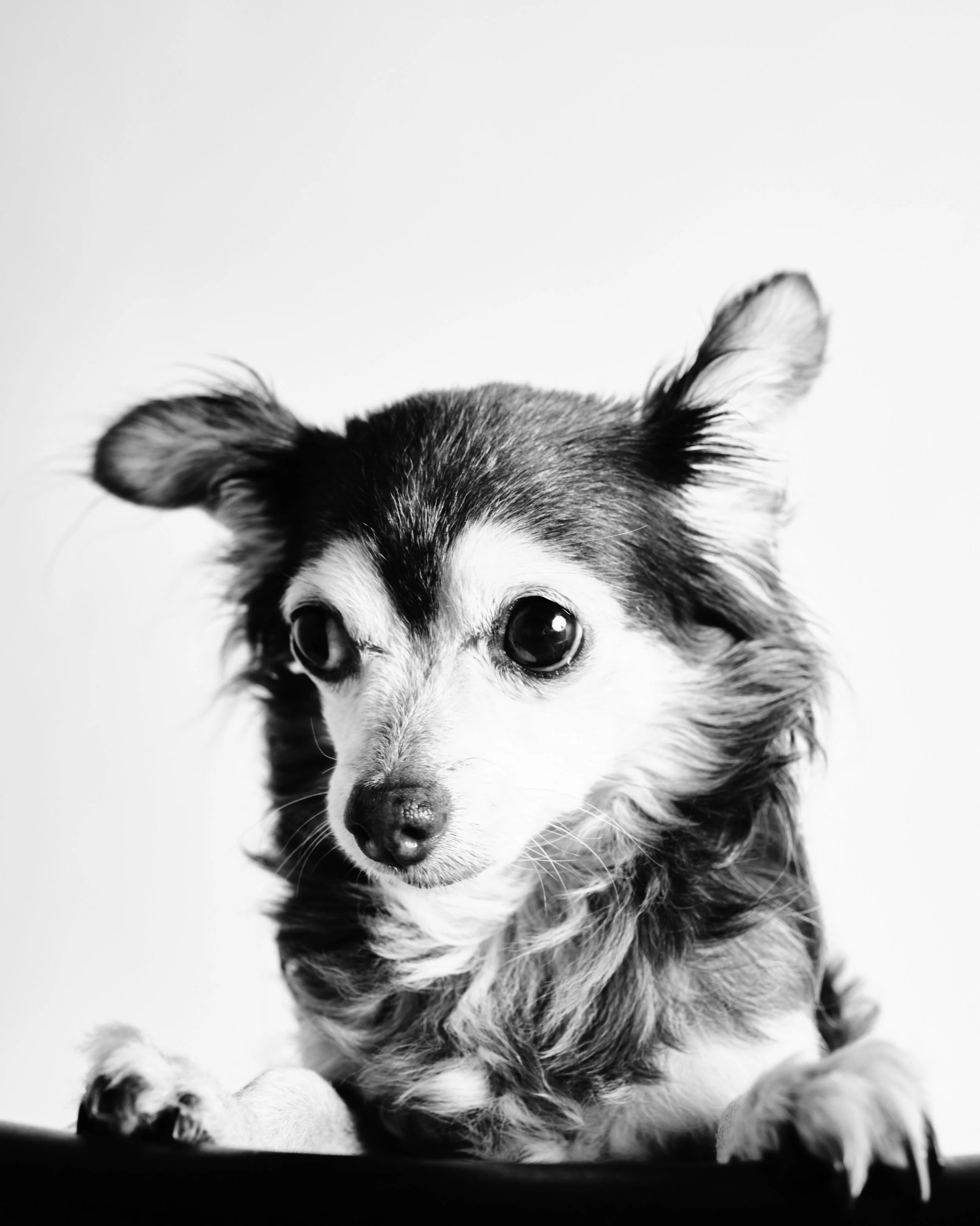 Companions-New-York-Pets-Animals-Photo-Story-Taurat-Hossain-5.jpg