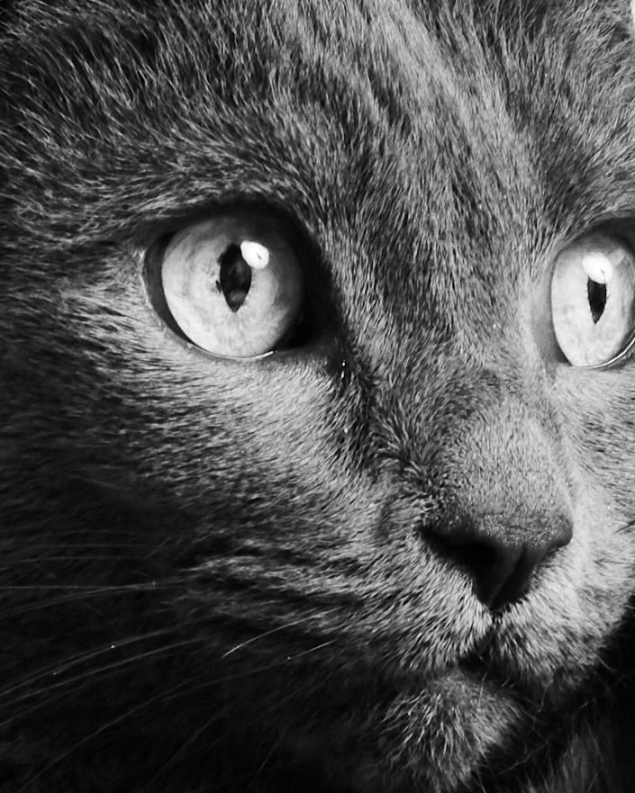 Companions-New-York-Pets-Animals-Photo-Story-Taurat-Hossain-2.jpg
